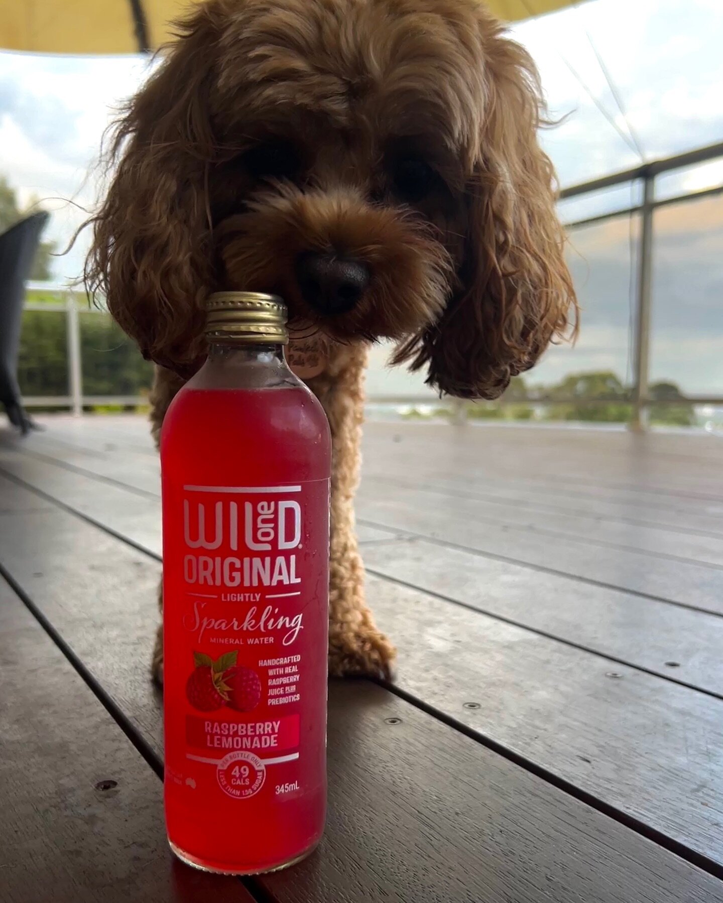 Our pup (Tommy) has chosen his favourite flavour of sparkling mineral water.. Raspberry Lemonade! Solid choice we must say. For every 🐶 in the comments we will give Tommy 1 &ldquo;who&rsquo;s a good boy&rdquo; 😜

A great weekend to all 🤩
