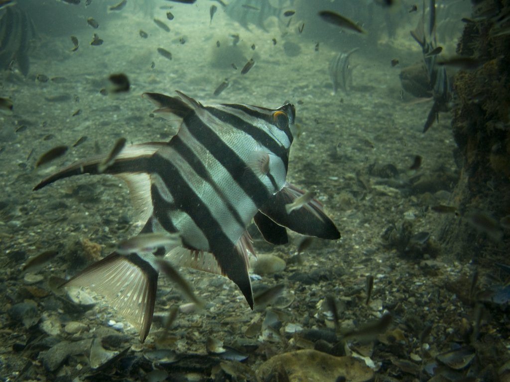 "Old Wife" Mornington Pier 2009