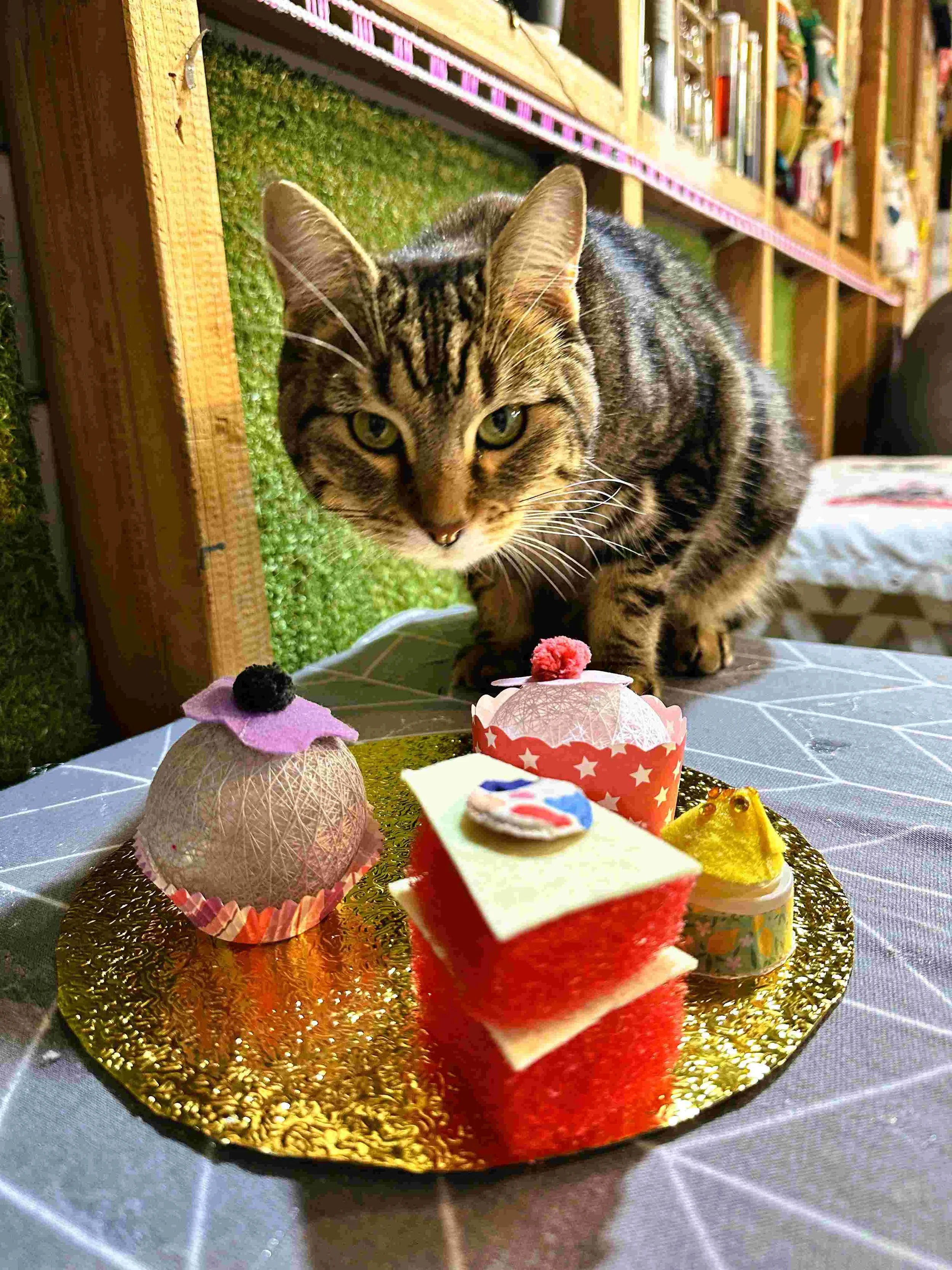 Biscuit the cat helping out with Tea Party class