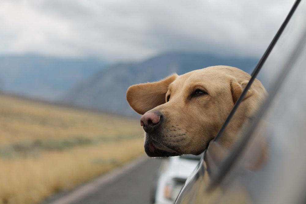 traveling with your dog