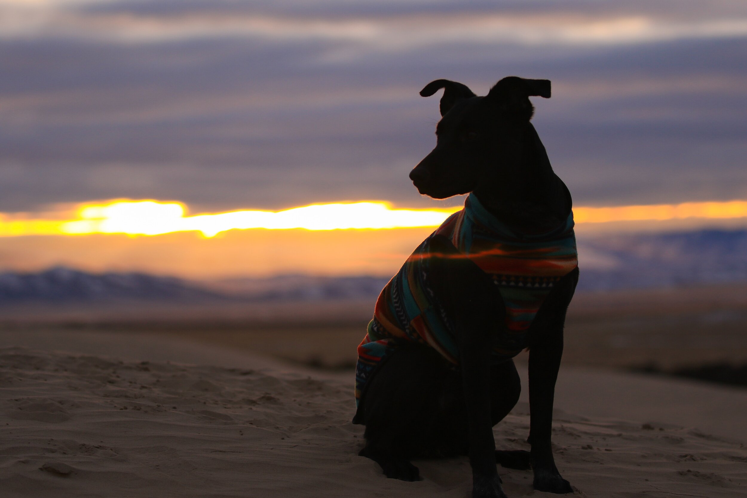 yuki-dog-jzDUktxtgTU-unsplash.jpg