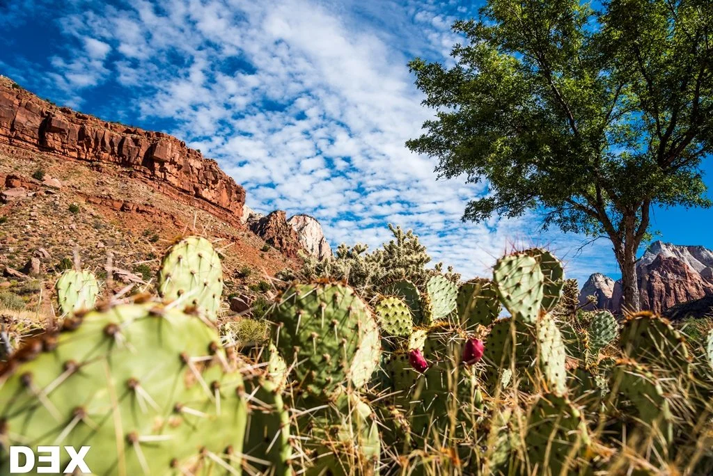 Zion National Park, UT