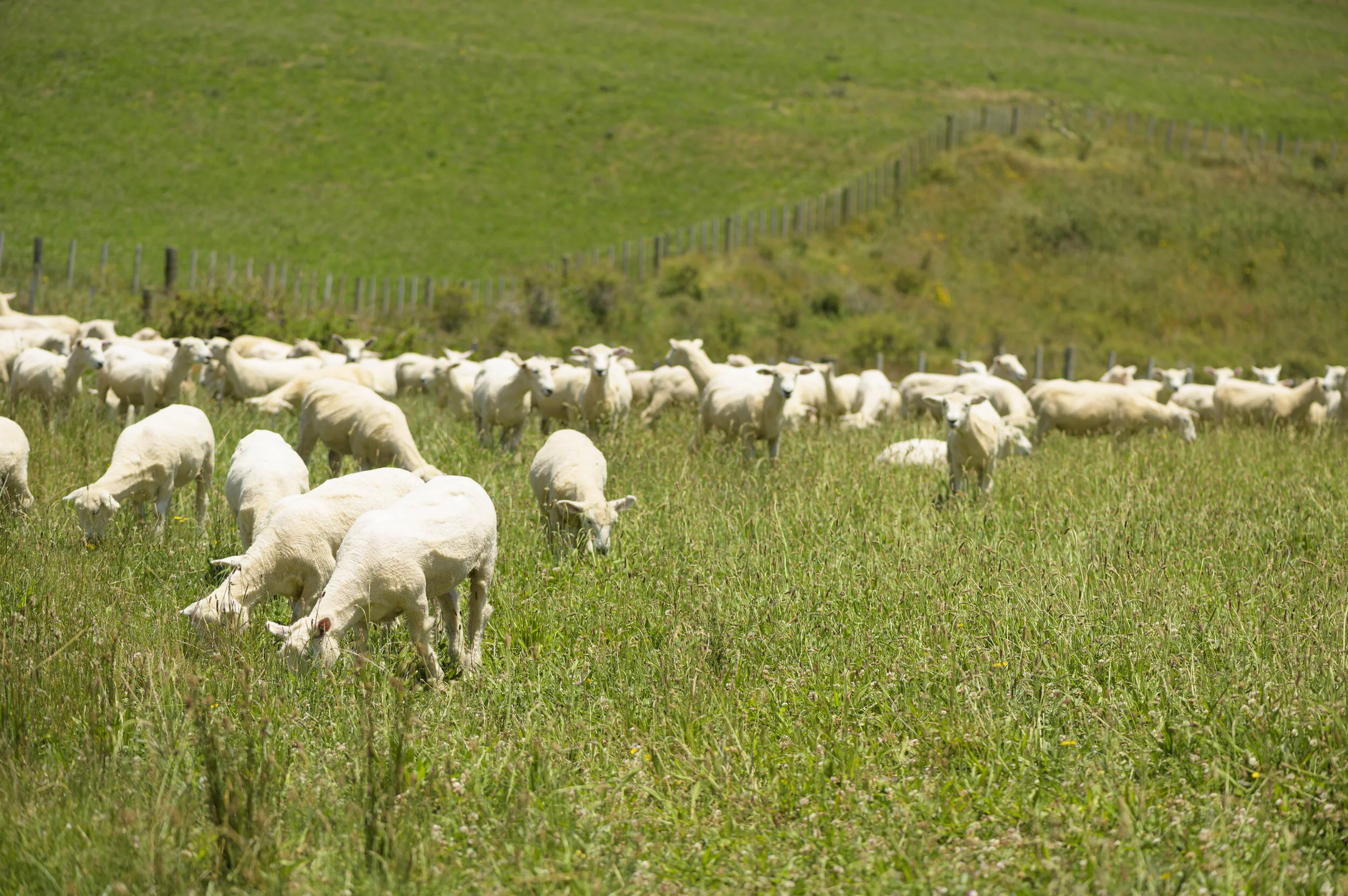 farm_21.jpg