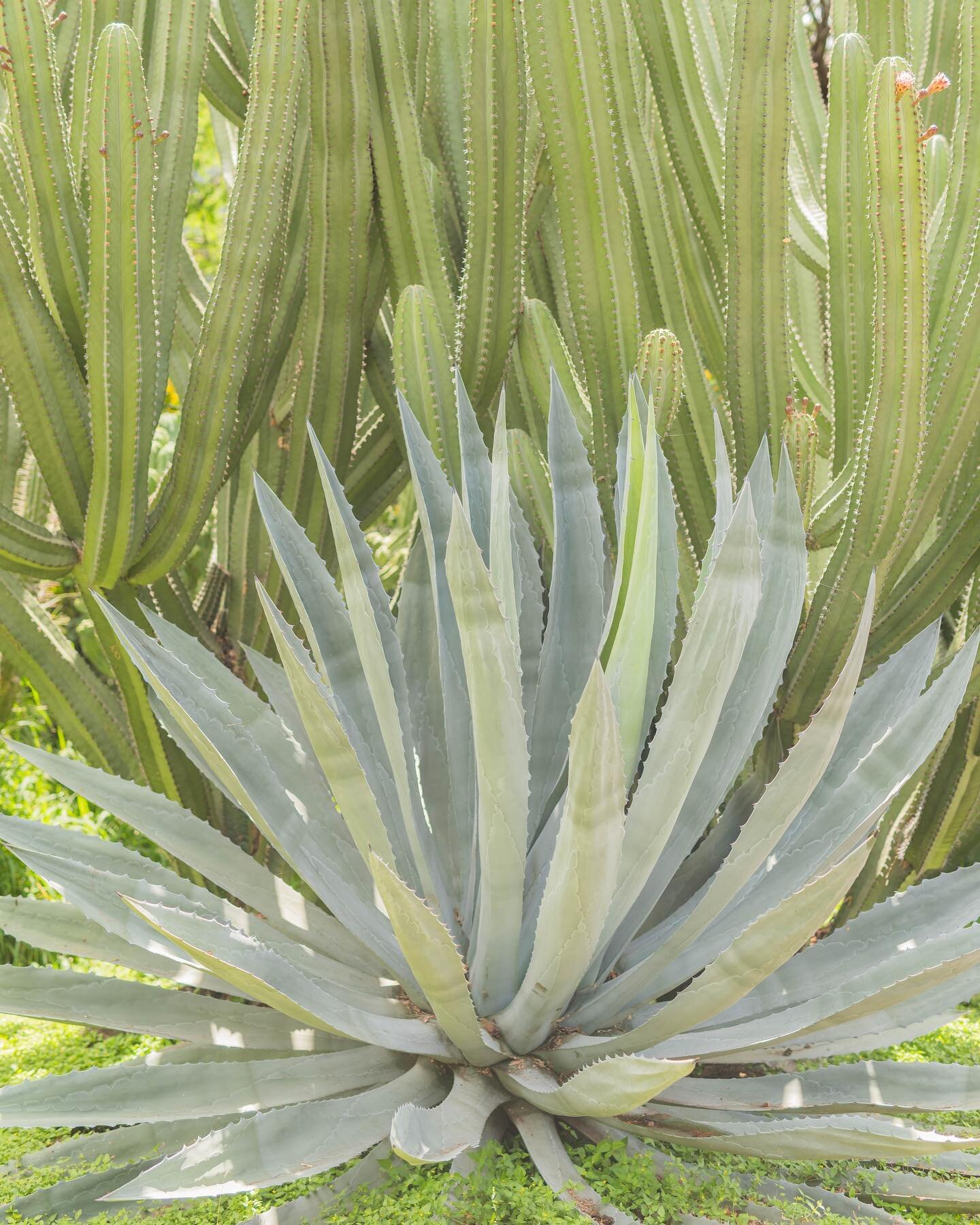 Tell us your favorite plant below ⬇️ 🌺

We love so many of them! We are definitely philodendron and monstera fans&hellip; hibiscus fans&hellip; cactus fans&hellip; 🌵🌺

Truthfully, most of our dates end at a nursery or the @homedepot home garden se