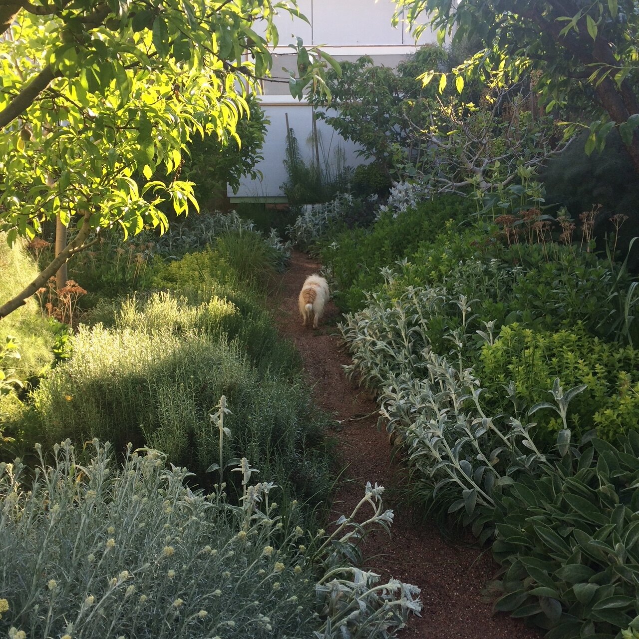 Tin Tin in the garden