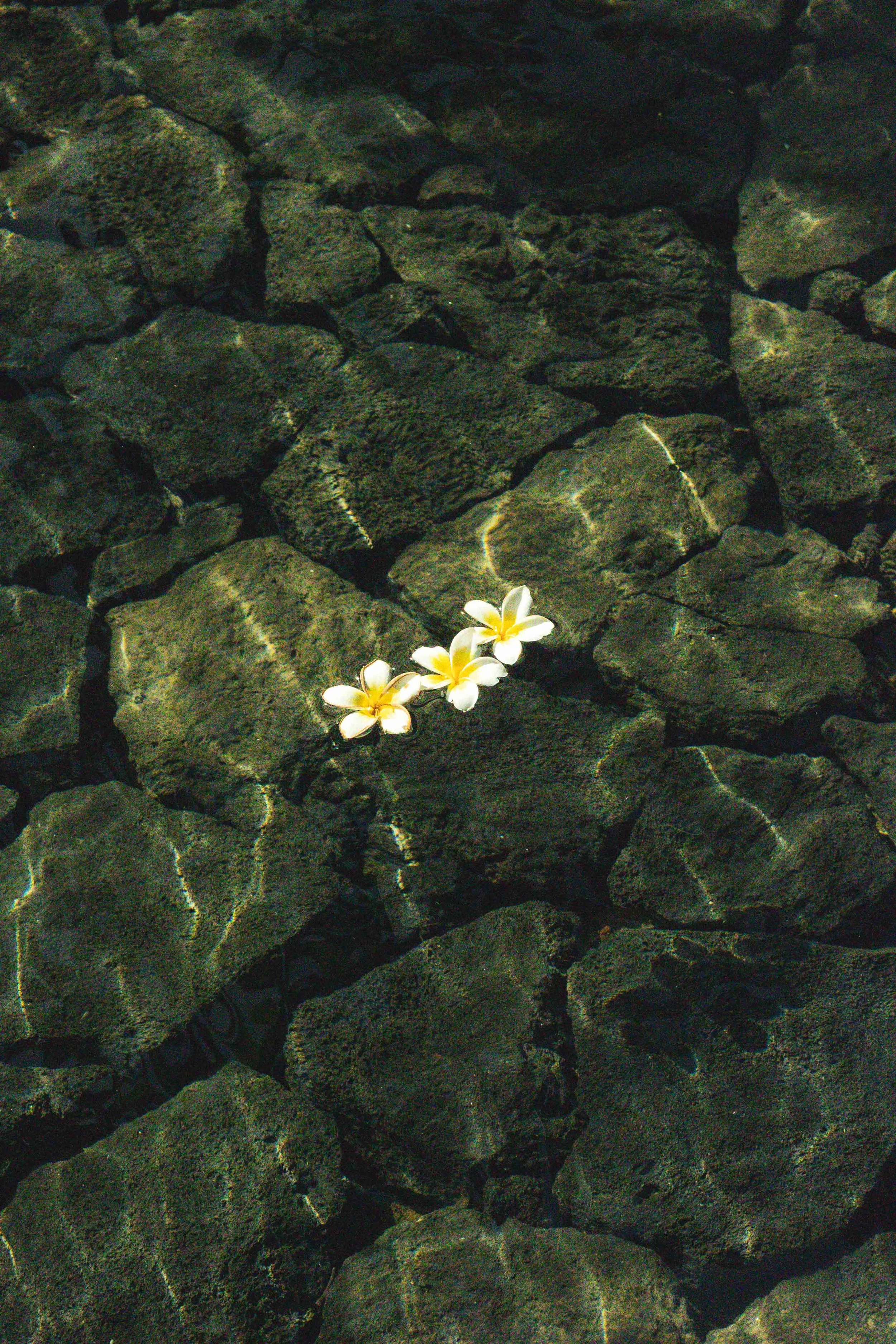 Maison Kitsuné-33.jpg