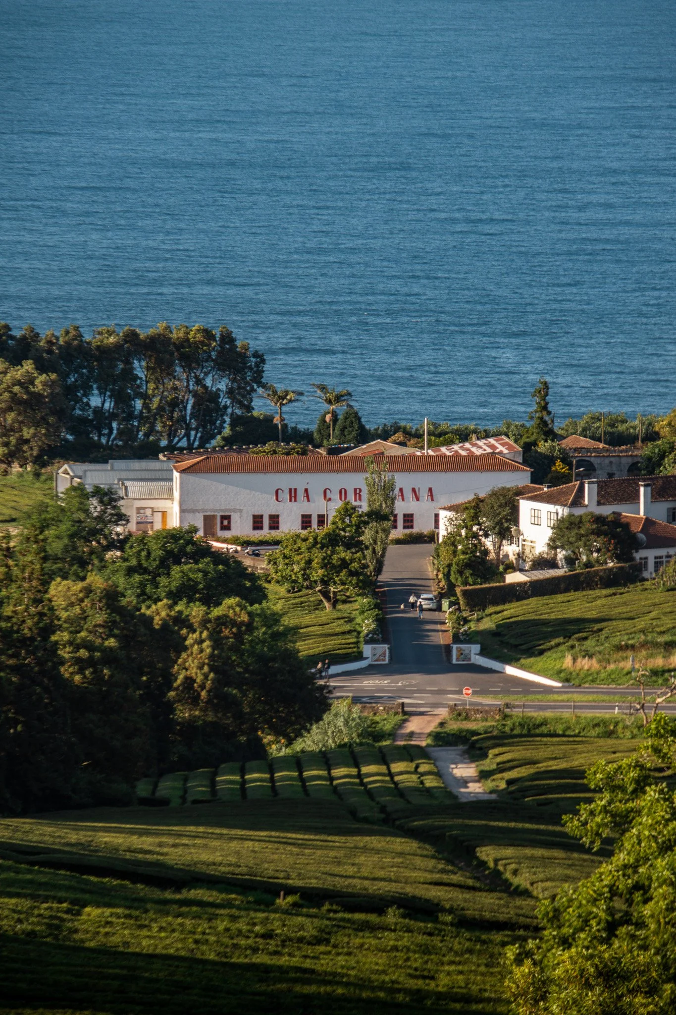 A scenic view of a hillside with neatly maintained green tea plantations, leading to a white building with red signage that reads 'Chá Gorreana,' overlooking a large body of water in the background.