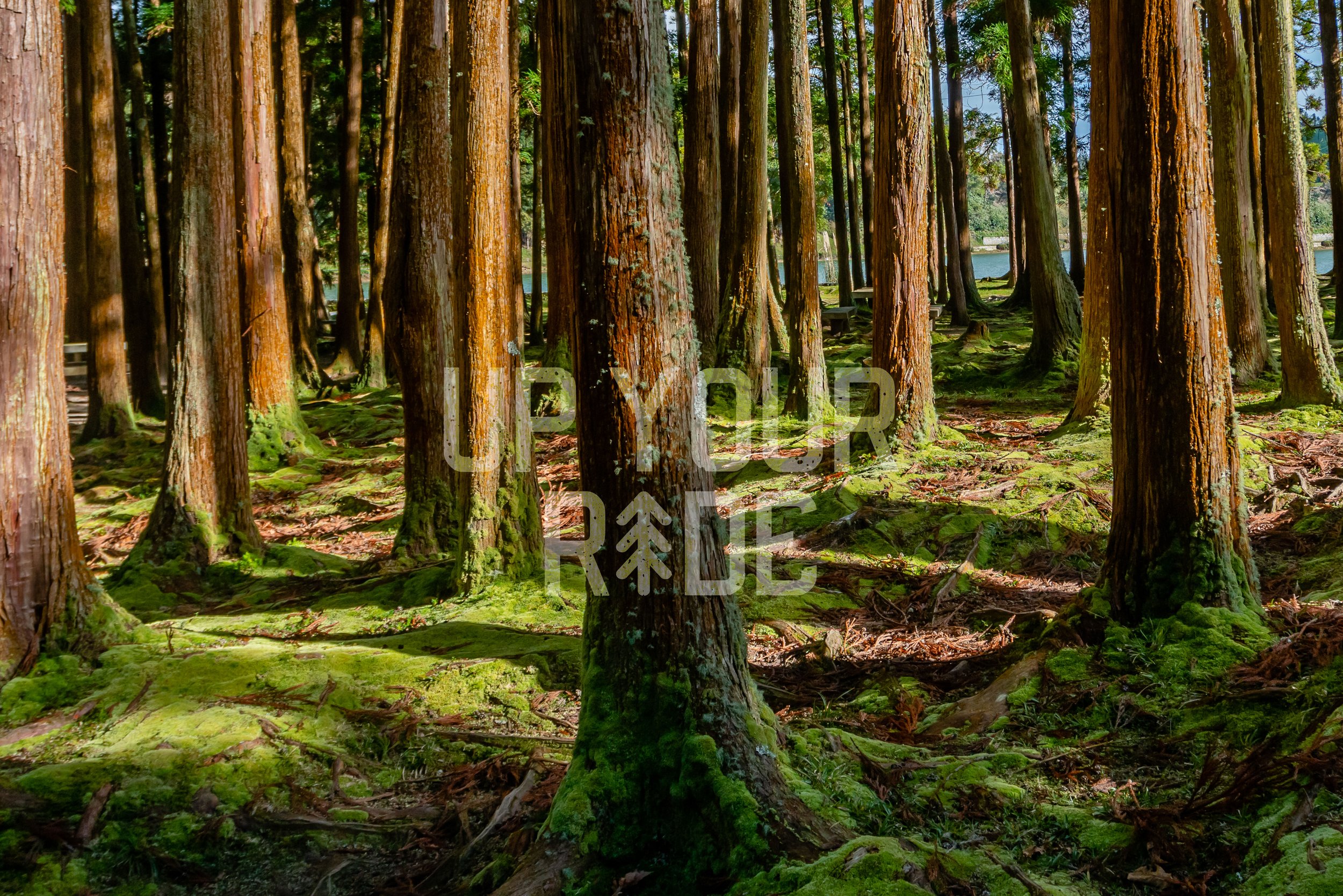 A forest with tall trees covered in moss and sunlight filtering through the canopy.