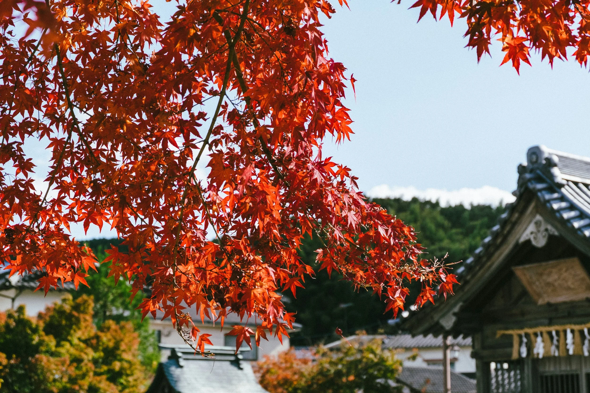 Klook Promo Code for Kyushu &amp; Yufuin Day Tour 2026: STEPHANDPETE