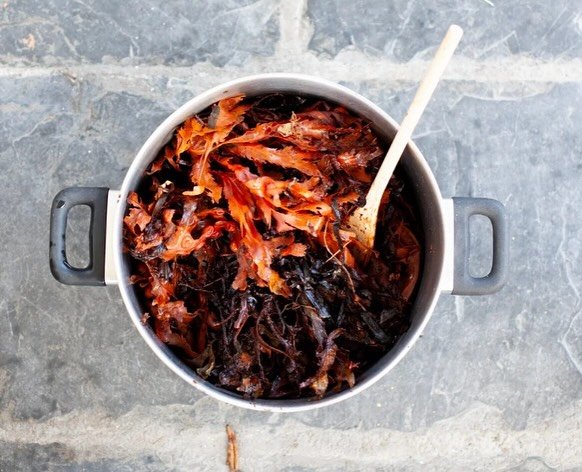 SEAWEED INK - I&rsquo;m embarking on a project that may go everywhere but also nowhere. The ocean is at the heart of it, so I wanted to start exploring how to make inks using resources from the sea - seaweed is my first port of call. Full recipe over