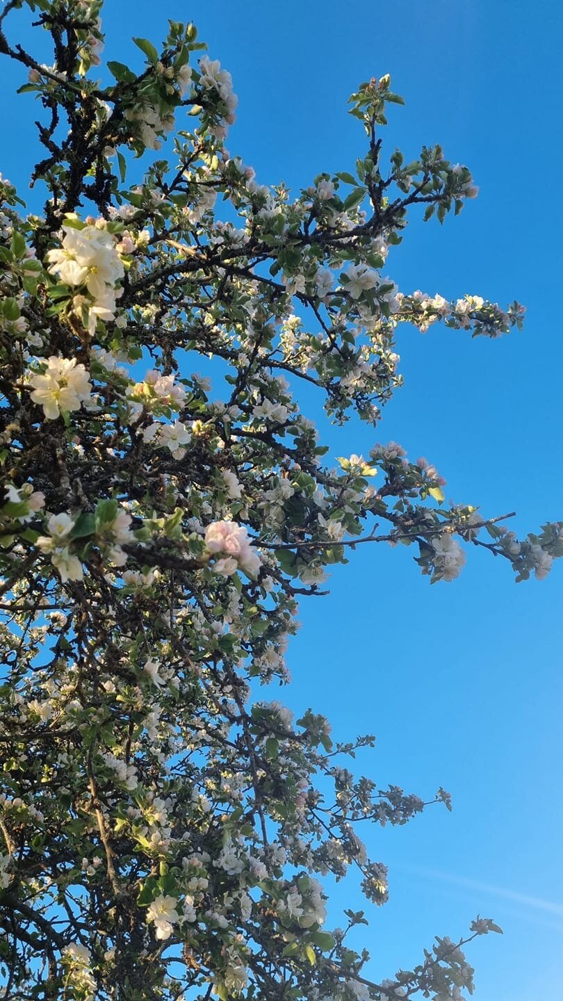 Mitt fina blommande tr&auml;d🙂