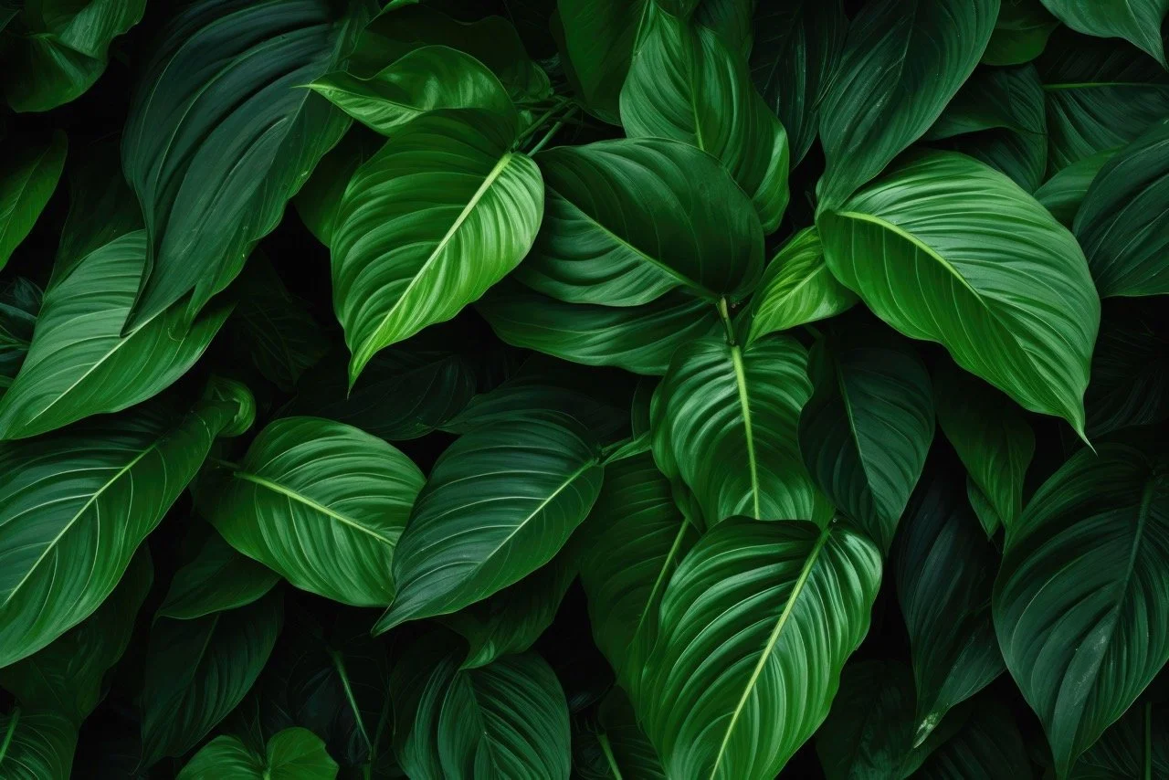 plant-leafs-green-ecology-concept Large.jpeg