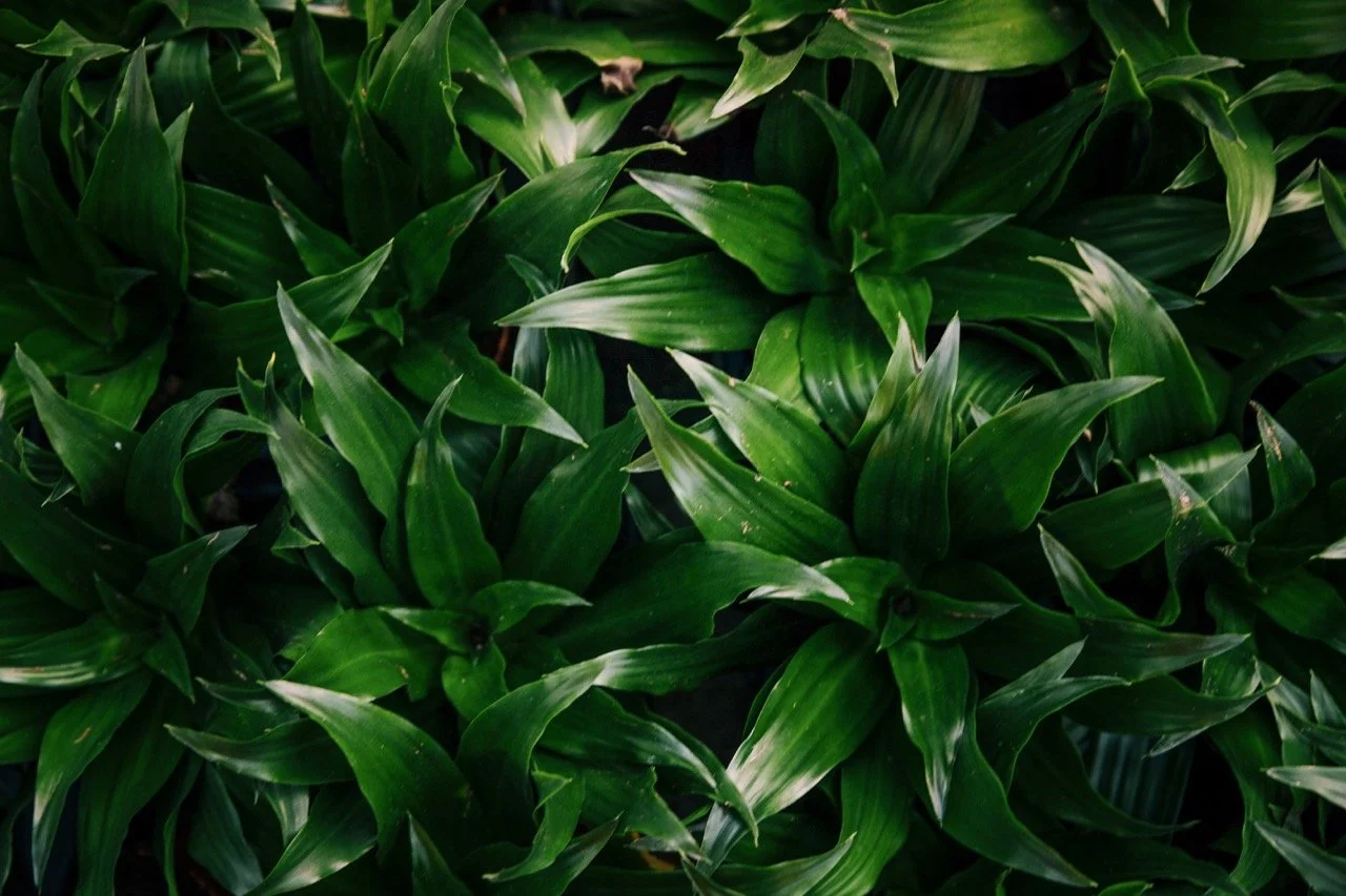 elevated-view-green-leaves-backdrop Large.jpeg