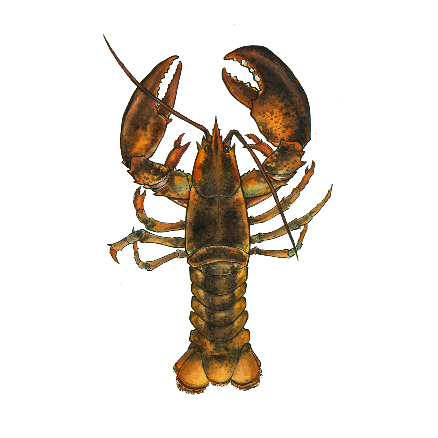 Lobster Justin LaRocca Hansen