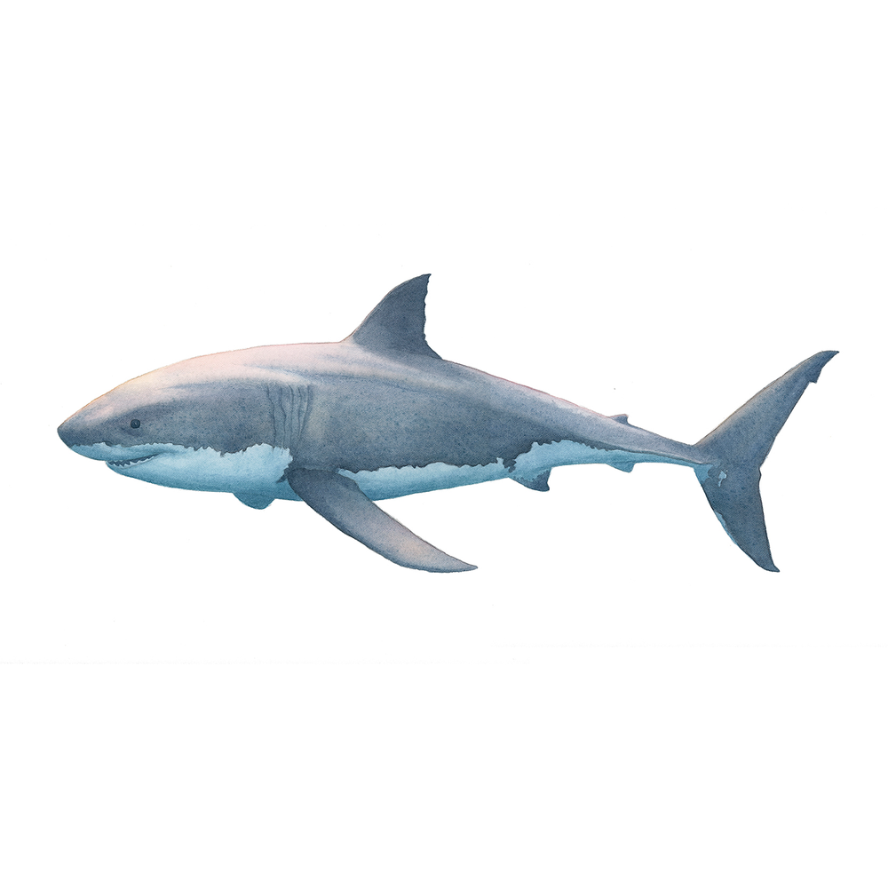 Great-White-no.-2.png?format=1000w