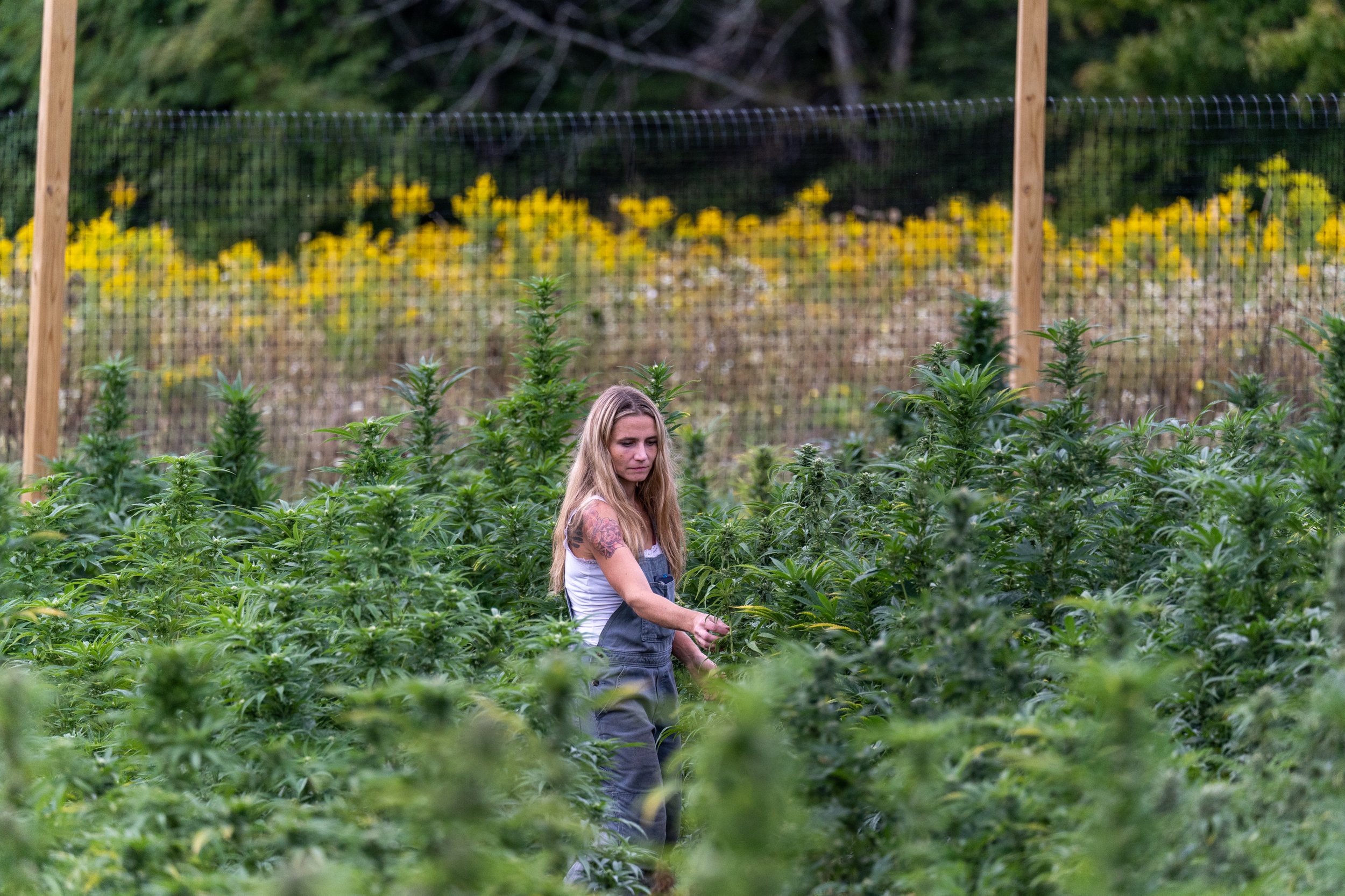  Tess Interlicchia picks leaves off her cannabis plants at Grateful Valley Farm in Lindley, N.Y. on Sept. 10, 2022. Picking the leaves off the plants allows more sunlight to access the plants, results larger buds. Tess founded her farm in 2017 and se