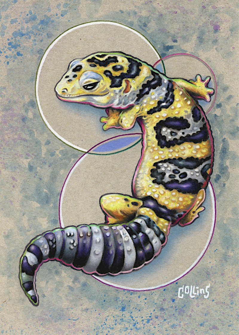 leopardgecko.jpg