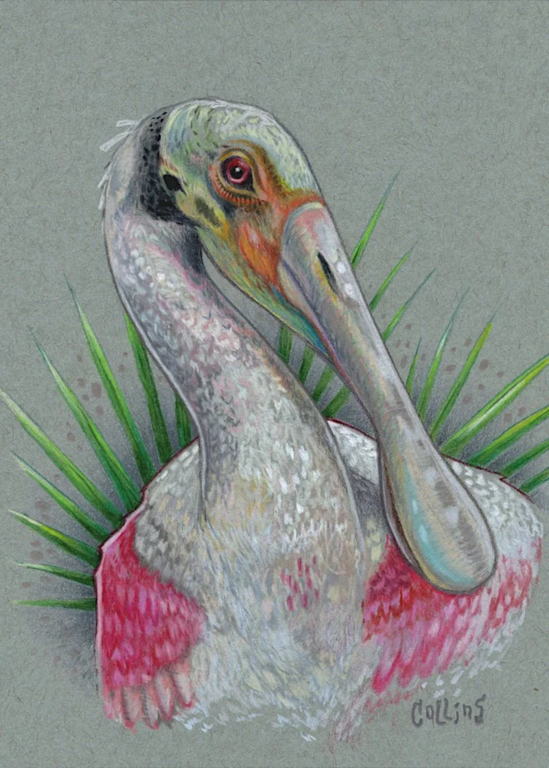 Spoonbill - orignial art