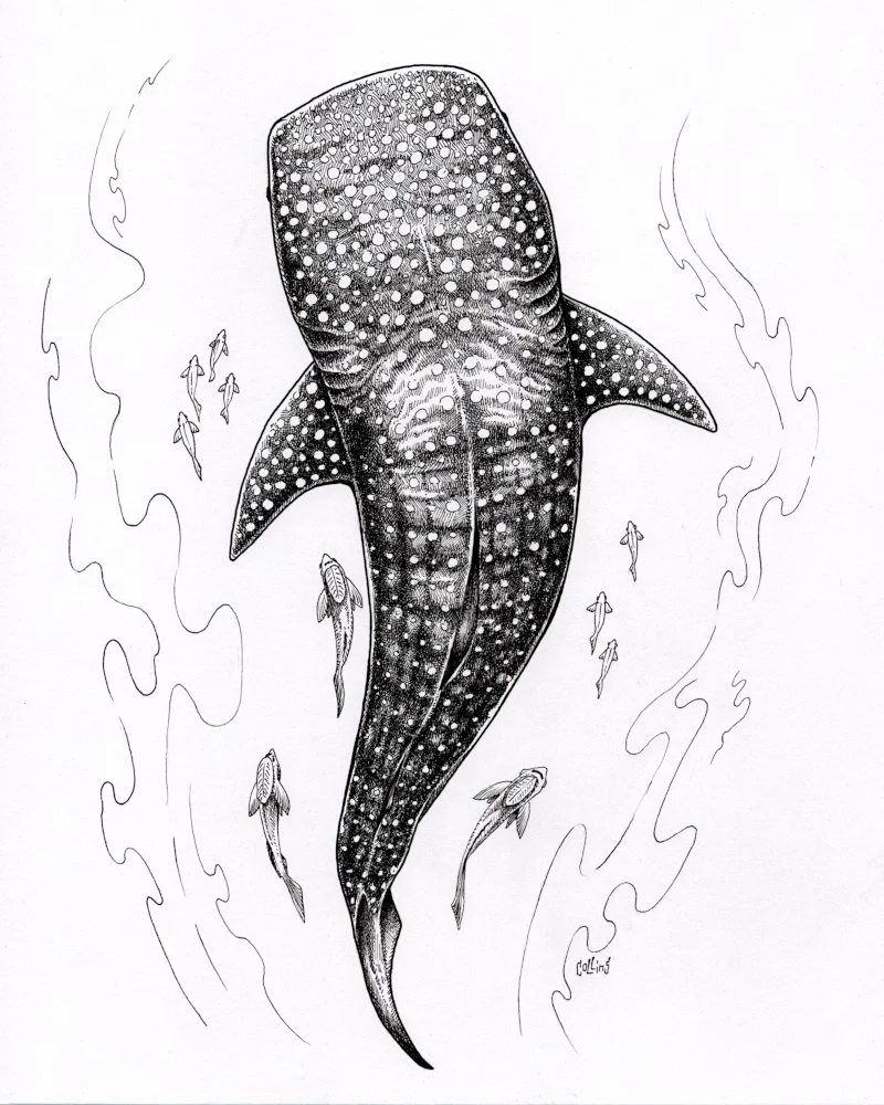 whaleshark.jpg