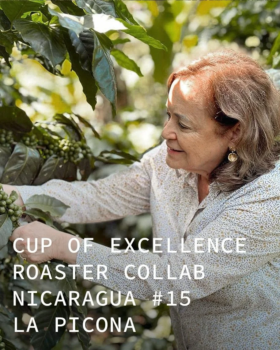 La Picona sits in the Picona Mountains of Dipilto, Nueva Segovia, a beautiful location marked by volcanic, phosphorus-rich soils, cool breezes, shade trees, and high elevation. The farm is owned by Martha Luc&iacute;a Albir Sotomayor and spans nine-h