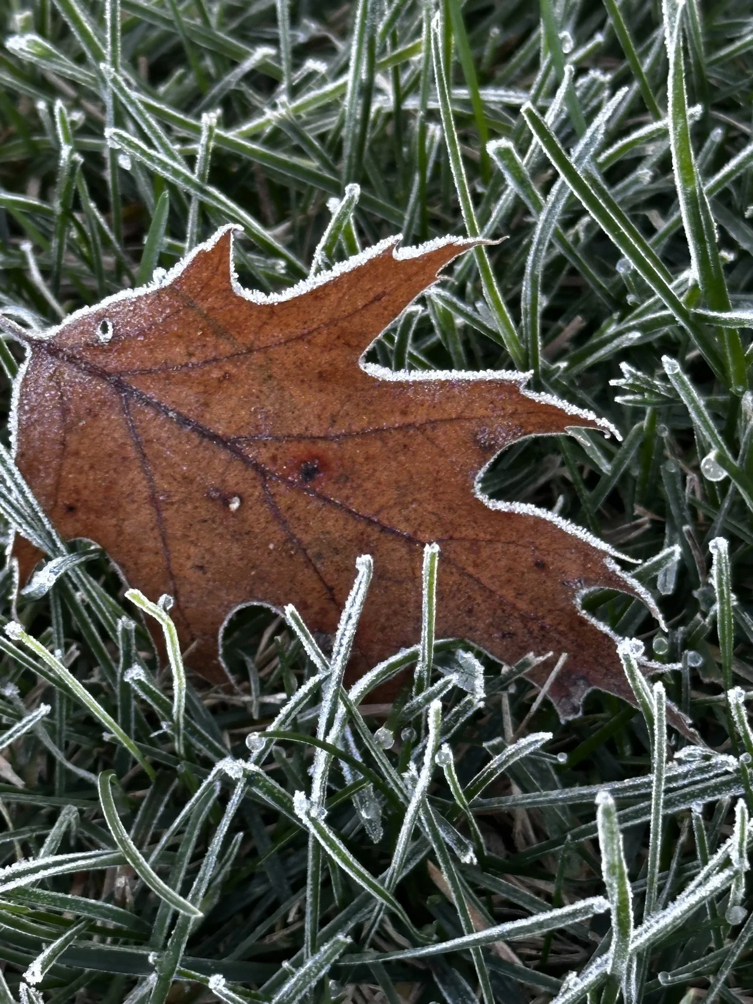 Wintering Well: Thriving in Spite of the Weather — STM Weather - Full ...