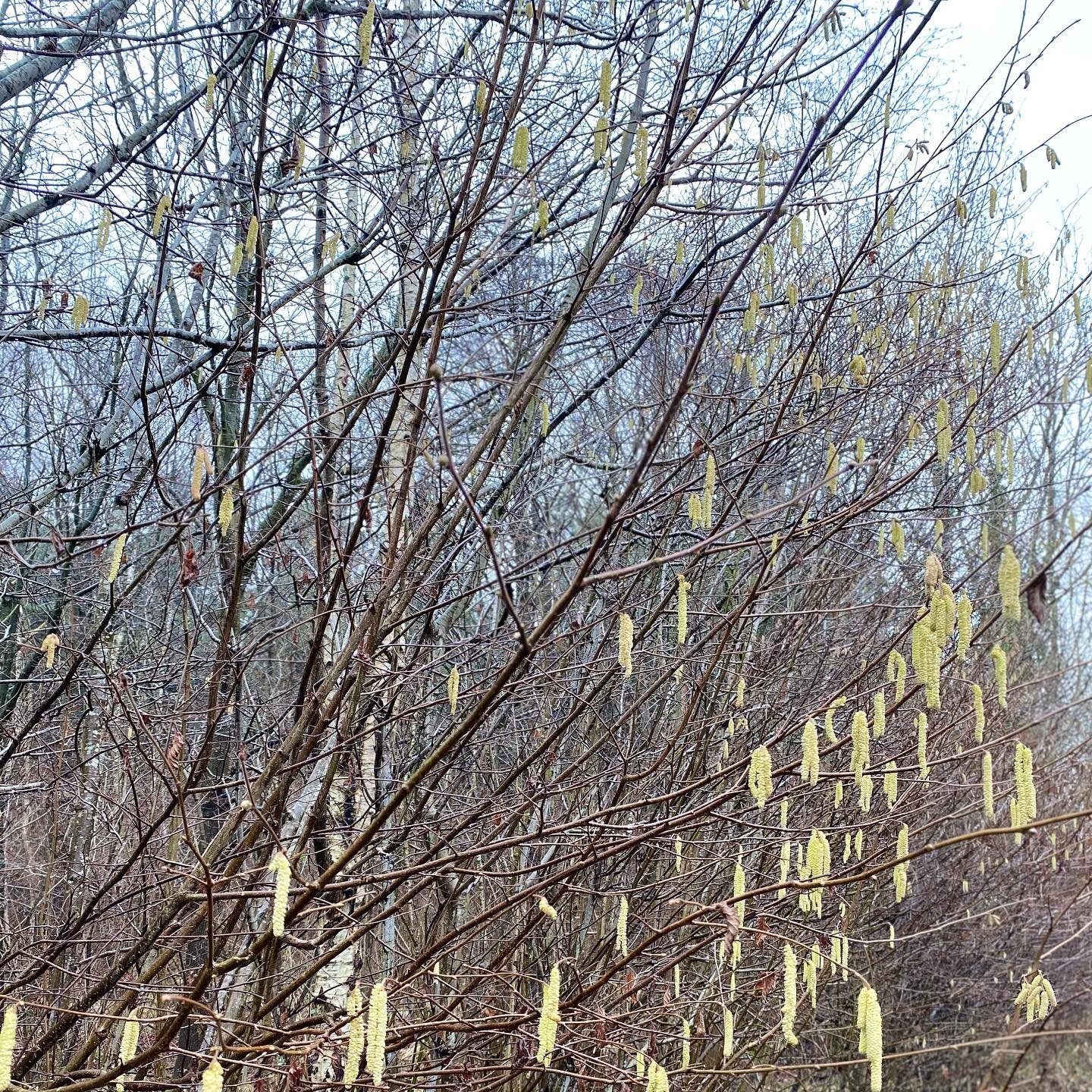 Lots of lovely catkin colours out there today ✨ 
&bull;
&bull;
#pleasingpalette #natureconnection #hedgerows #outsideisthebestside