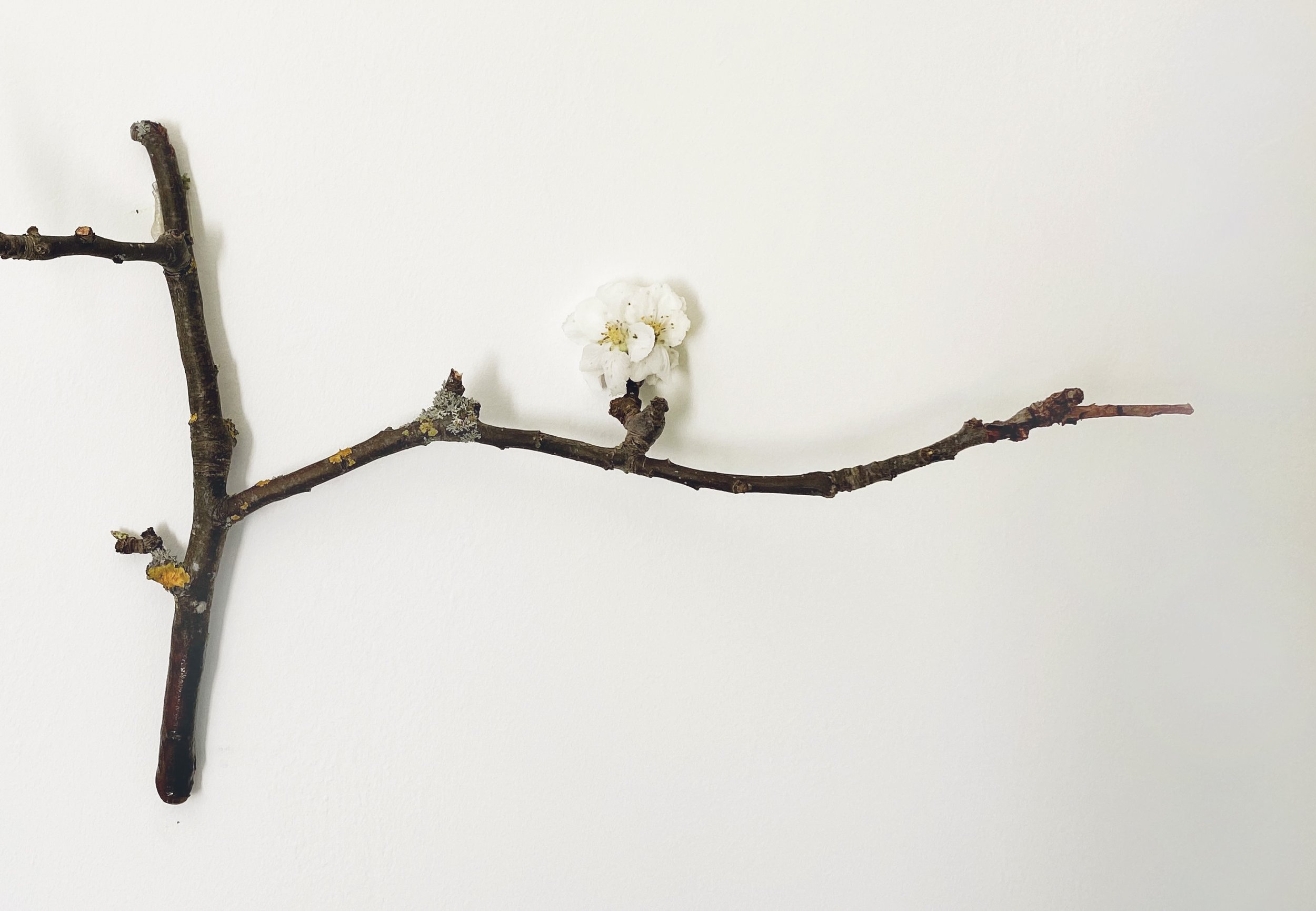Blossom - National Trust Quarry Bank