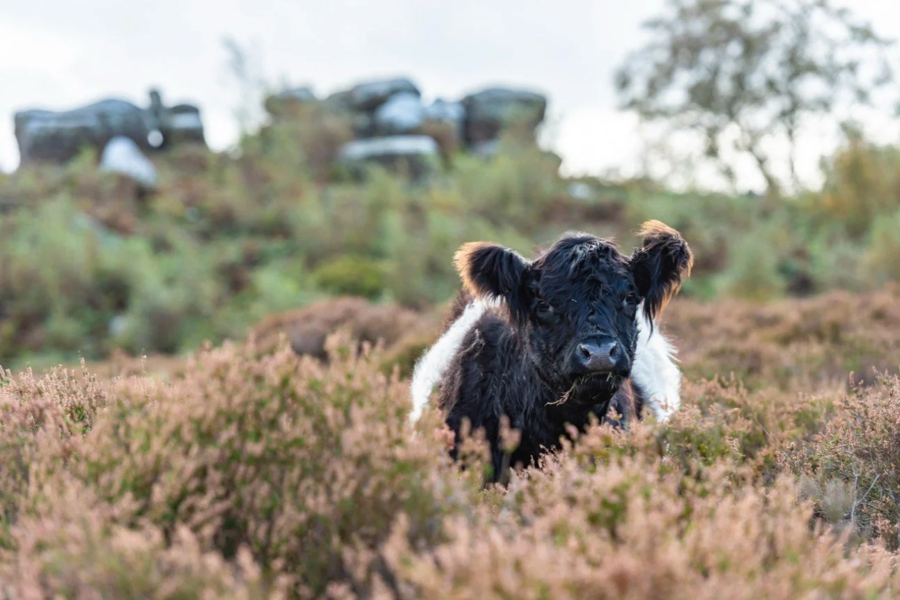 Belted Galloway on the moor NT images.jpg
