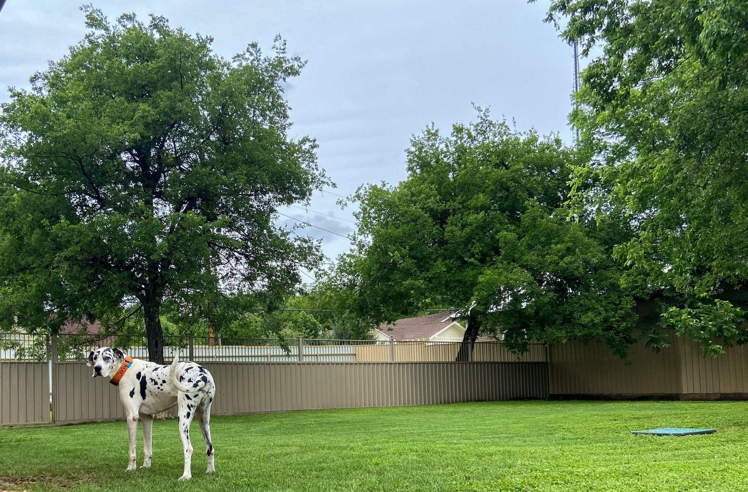 The Barker Pet Hotel — Brazos Animal Hospital