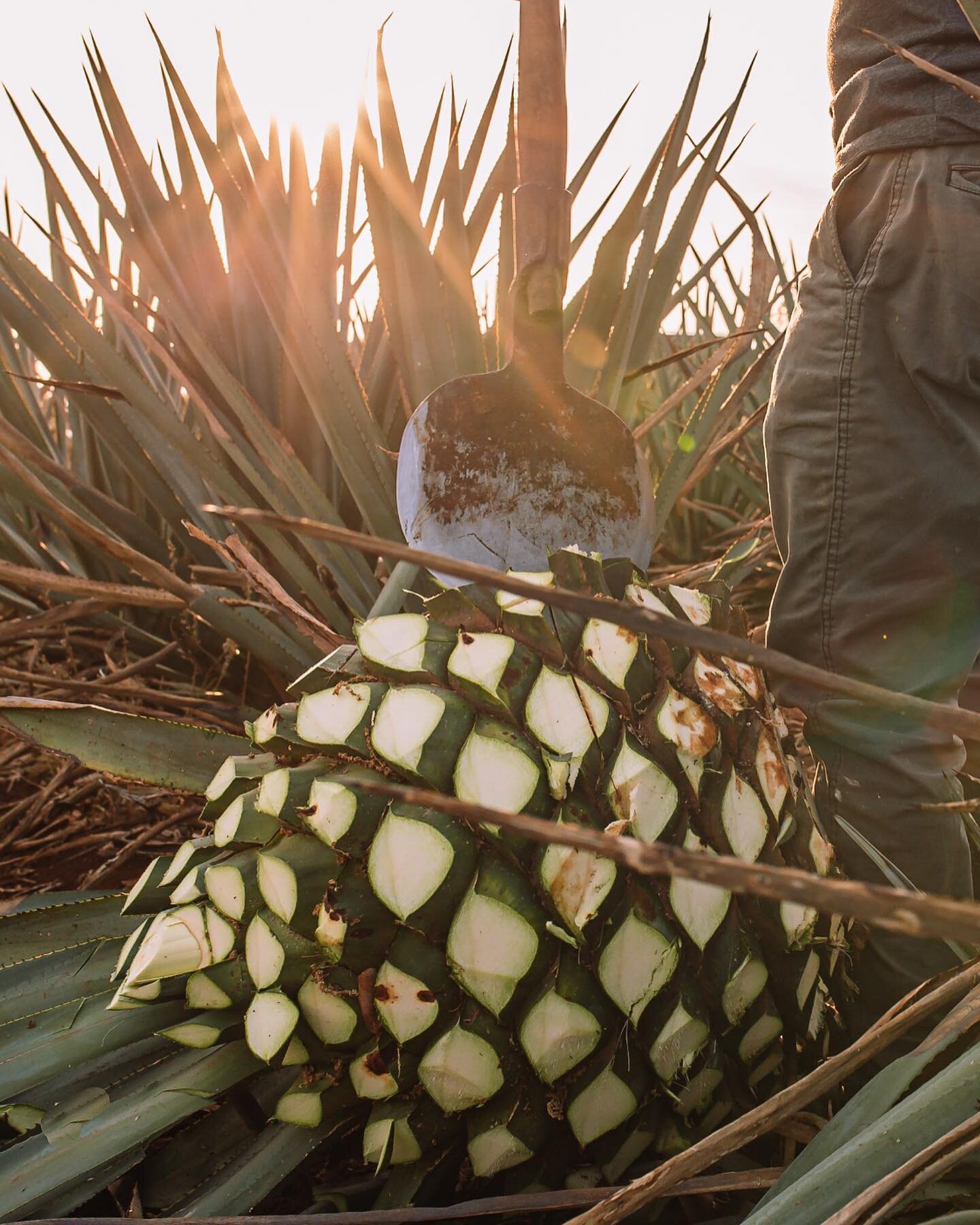 Did you know that each agave pineapple can weigh more than 30 kilos?
By choosing PRIMO, a #tequilapremium made with artisanal processes, you are supporting local producers and preserving a cultural tradition.

Click the link in our bio to learn more 
