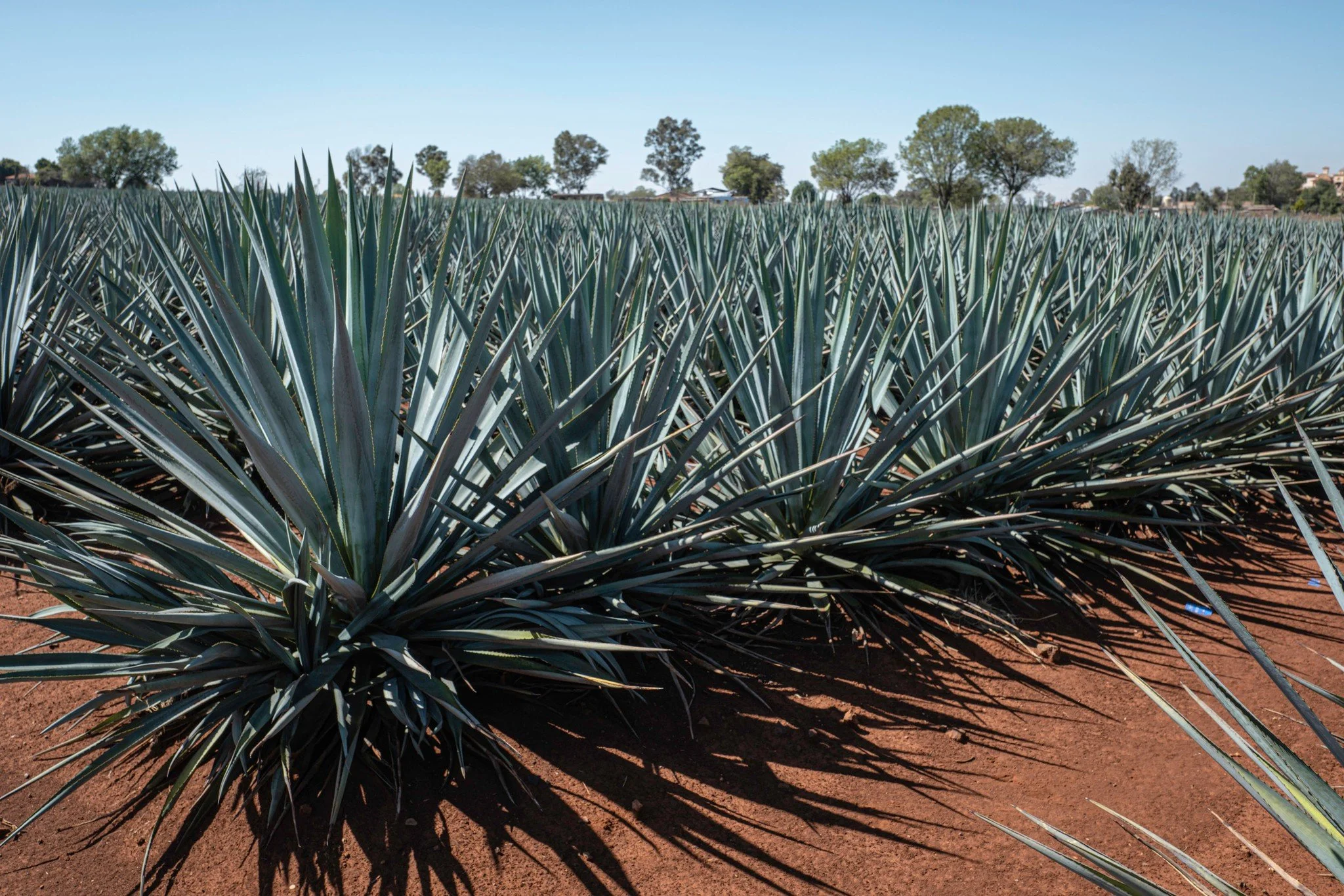 Where precision meets tradition, every agave, perfectly crafted from the ground up.
---------
Donde la precisi&oacute;n se une con la tradici&oacute;n. Cada agave, elaborado con perfecci&oacute;n desde la tierra.