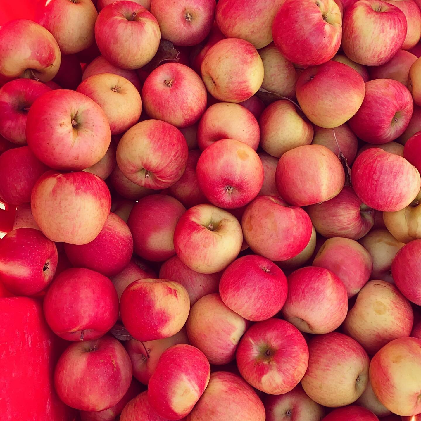 Nothing political, just delicious handpicked Honey Crisp apples! Open until 5:30pm... get them while supplies last 🍎 

#buylocal #eatlocal #fallvibes