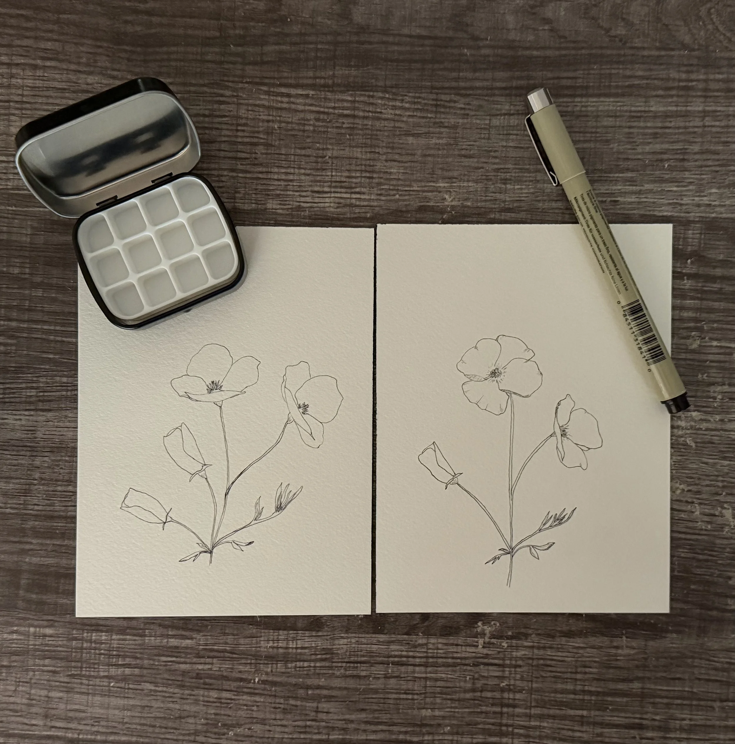 line drawing of california poppies with a blank paint tray and pen, ready to be covered by watercolor.