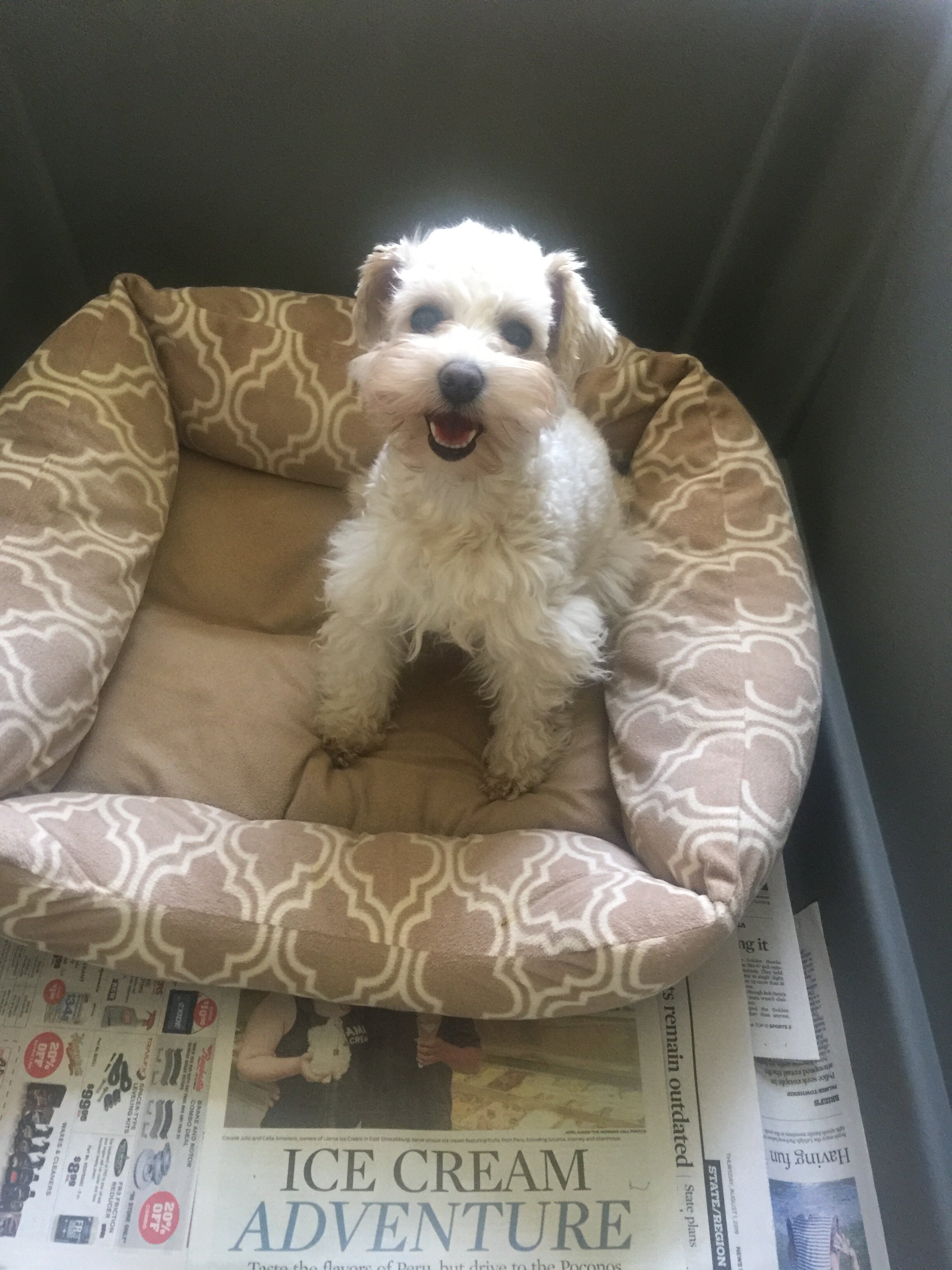A small white dog with curly fur sitting in a beige pet bed with a geometric pattern, atop newspapers.