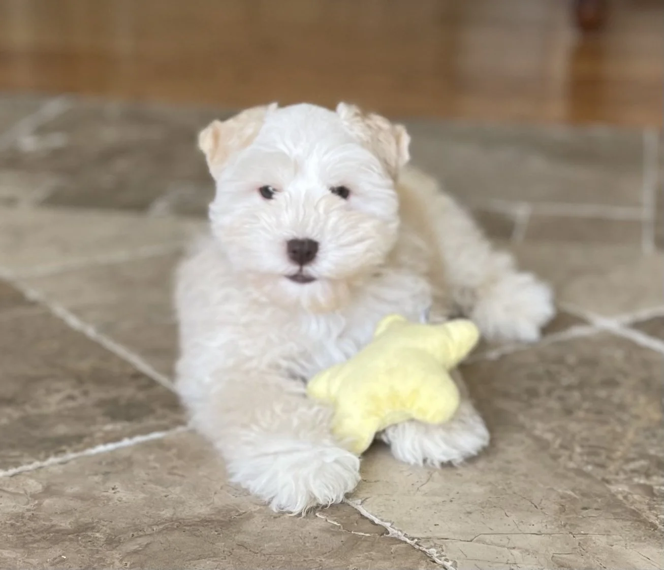 A cute, fluffy white puppy lying on a tiled floor with a yellow star-shaped toy in front.