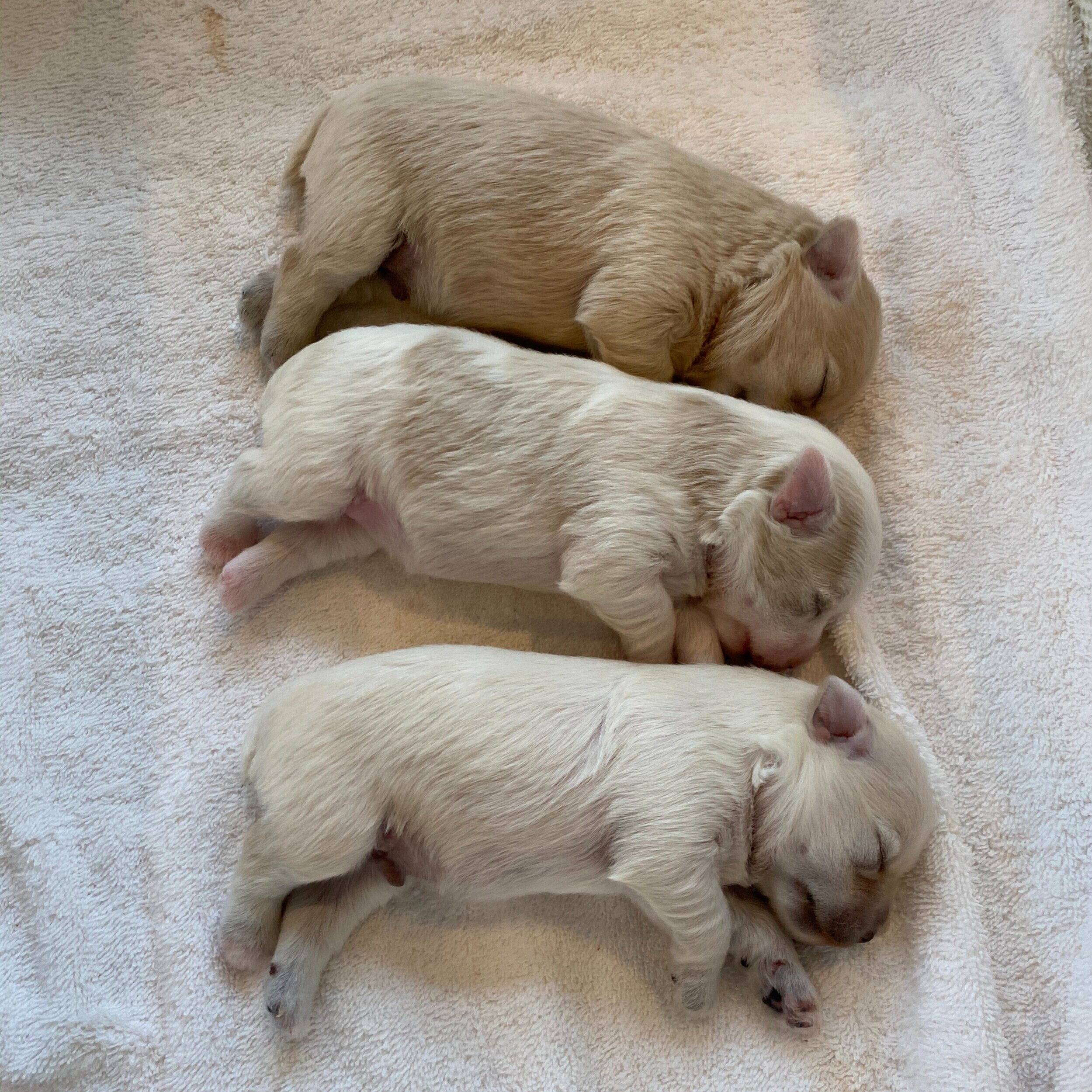 Multiple newborn puppies, light beige and white in color, sleeping on a soft, light-colored surface.