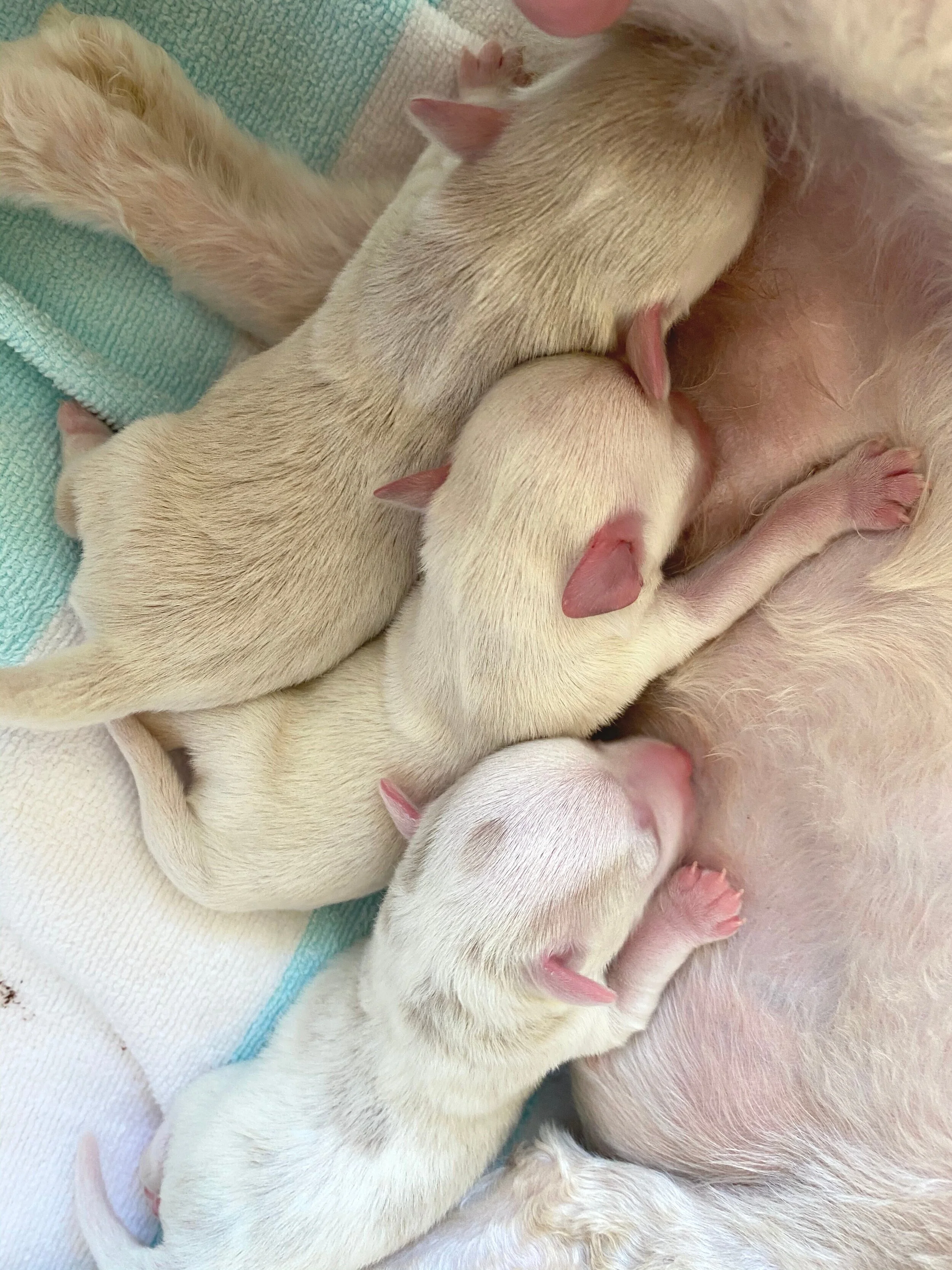 Group of newborn puppies nursing from their mother on a towel.