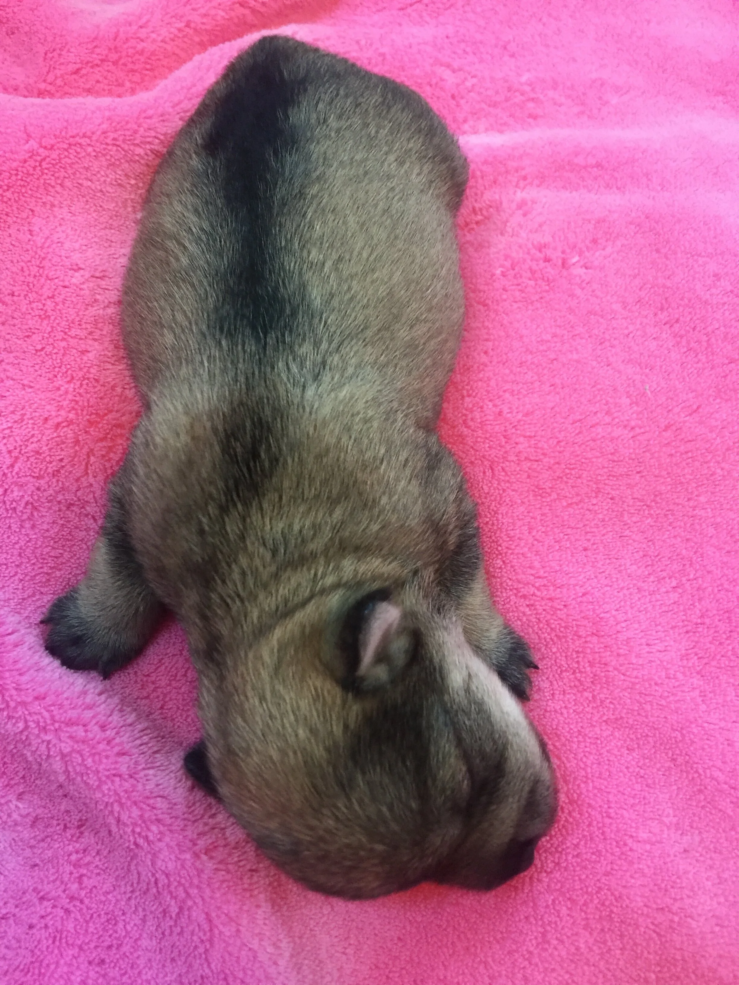 A tiny puppy with fur that is a mix of brown and black, lying on a soft pink blanket.