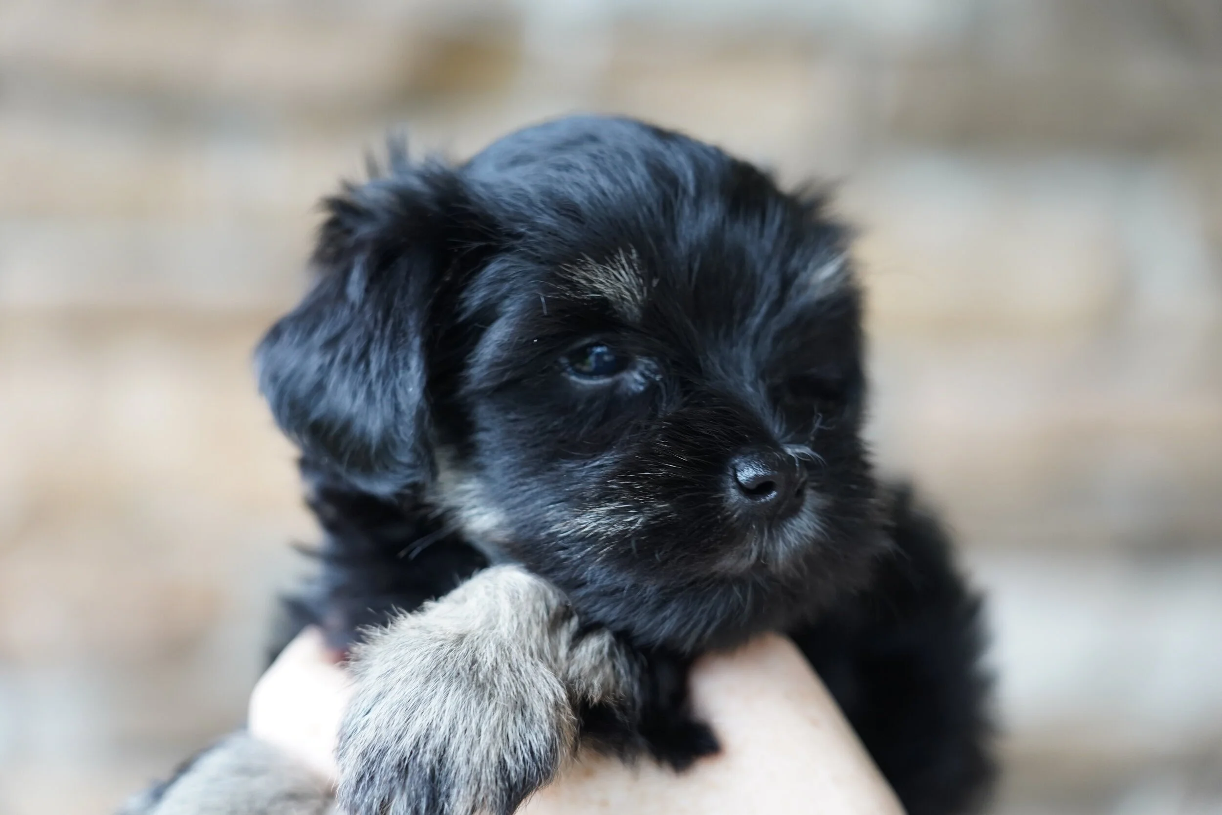 Close-up of a small black puppy with white markings on its face and paws, held in someone's hand.