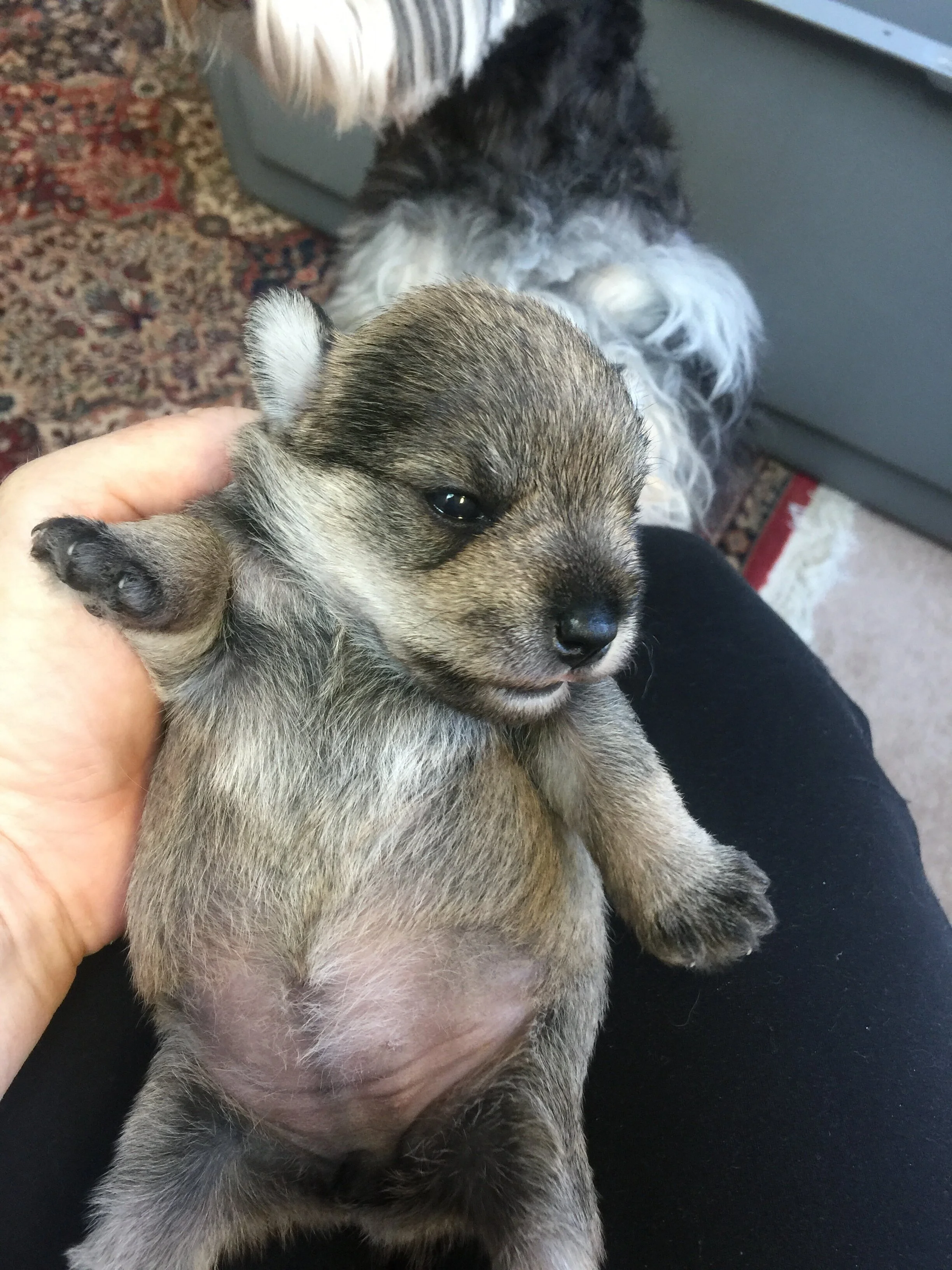 A small puppy being held in someone's hand, with its eyes closed and a relaxed expression. The background shows a patterned carpet and part of a piece of furniture.