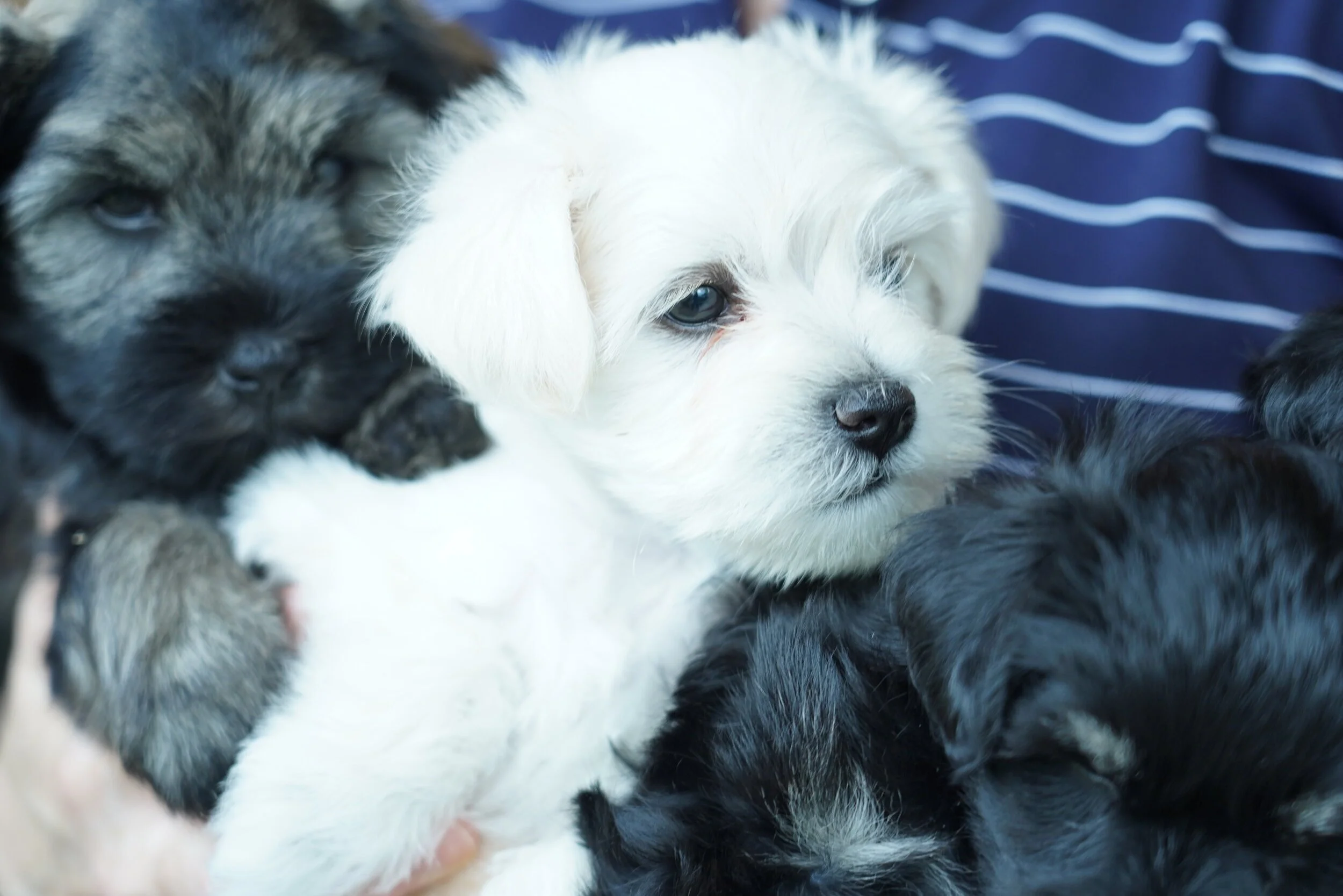Close-up of three puppies lying close together, with a background of blue and white striped fabric.