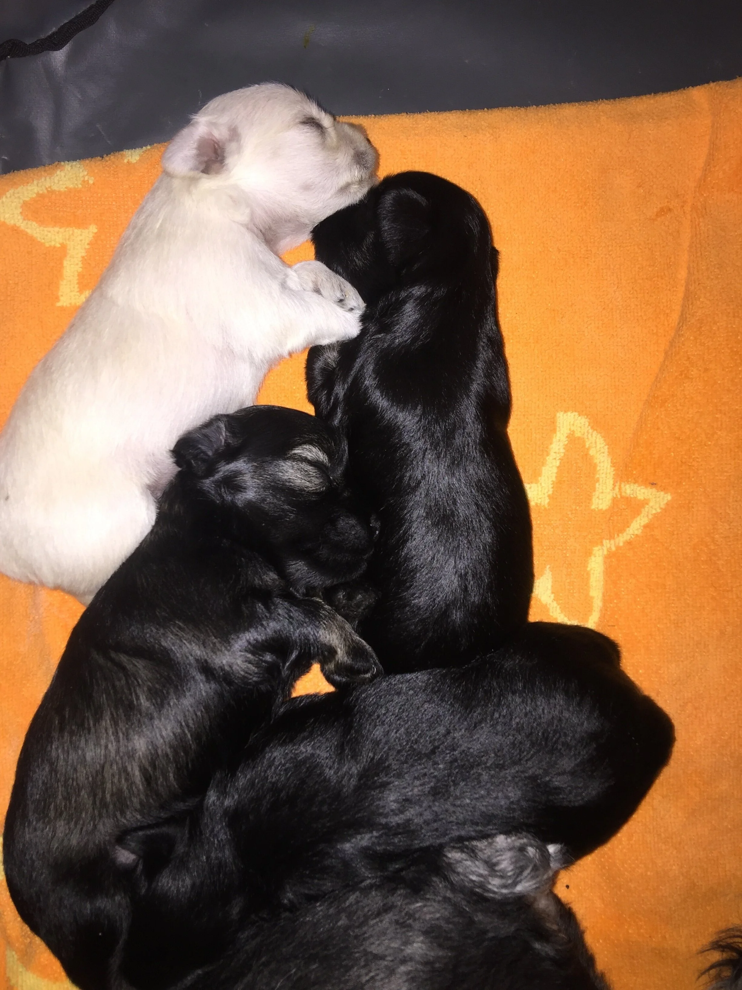 A group of puppies, including black, gray, and white ones, cuddled together on an orange blanket.
