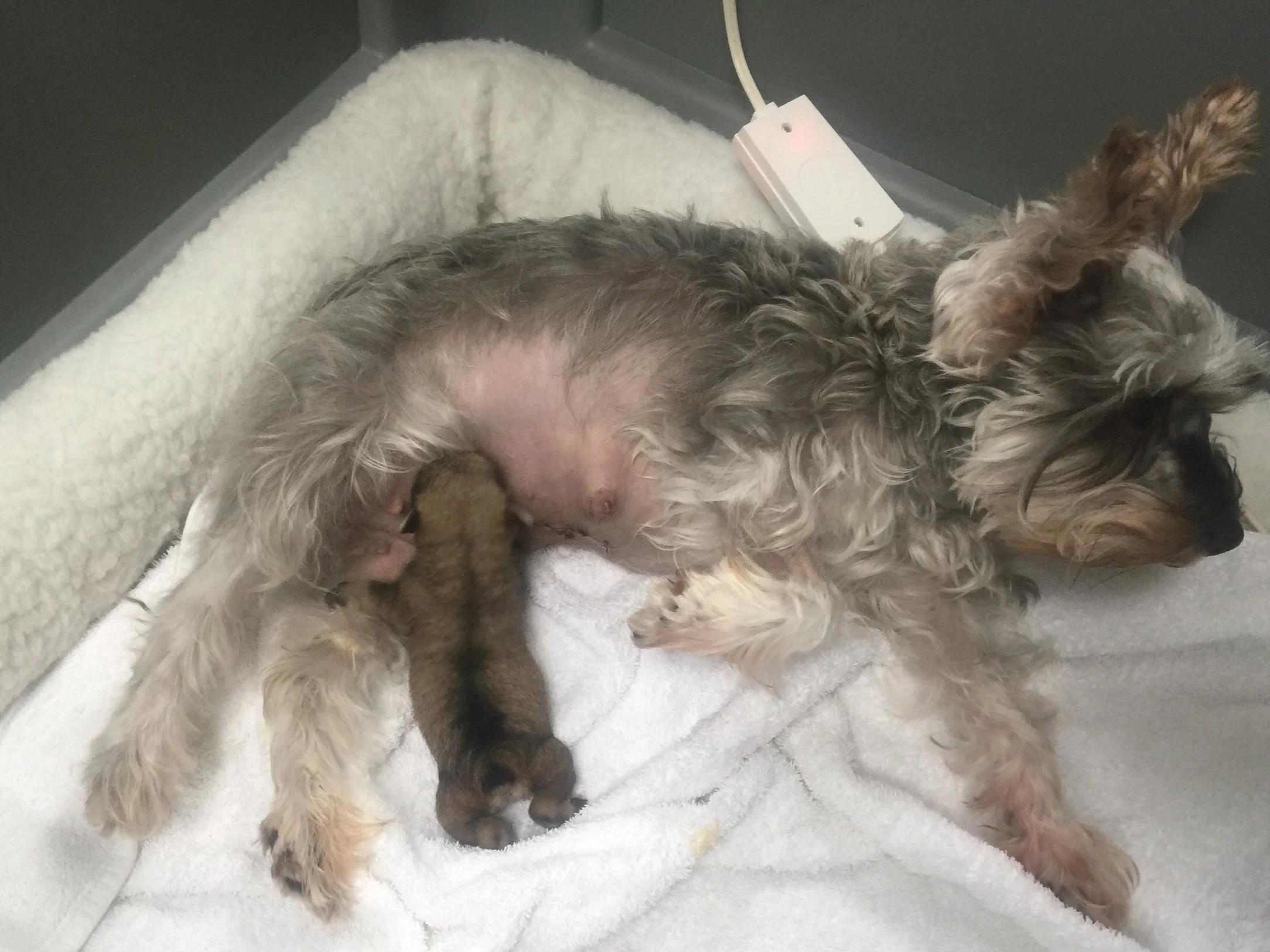 A small dog, likely a puppy, lying on a white blanket inside a veterinary or shelter cage with a heating or cooling device attached to the side.