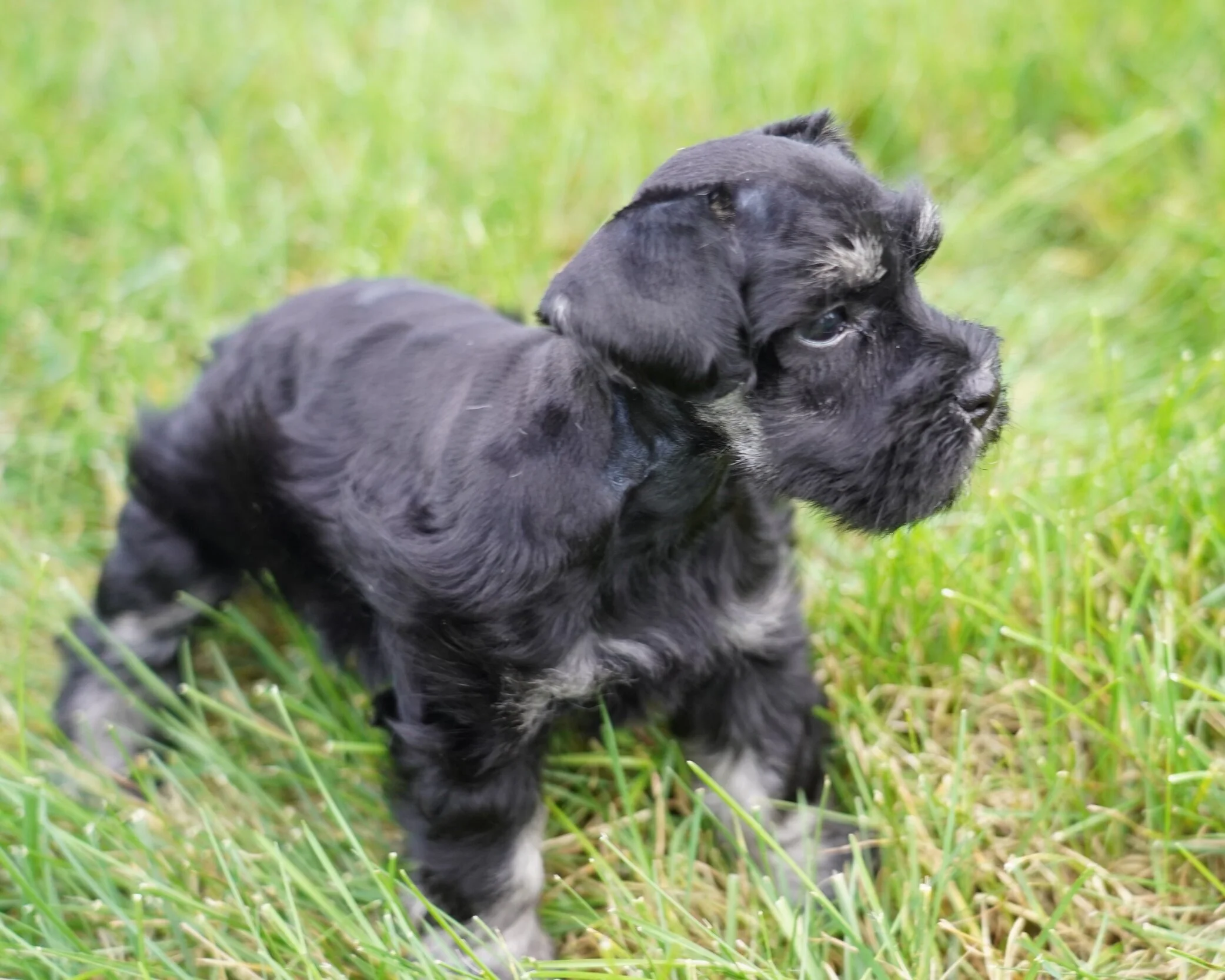Two black puppies with white markings playing in tall green grass.