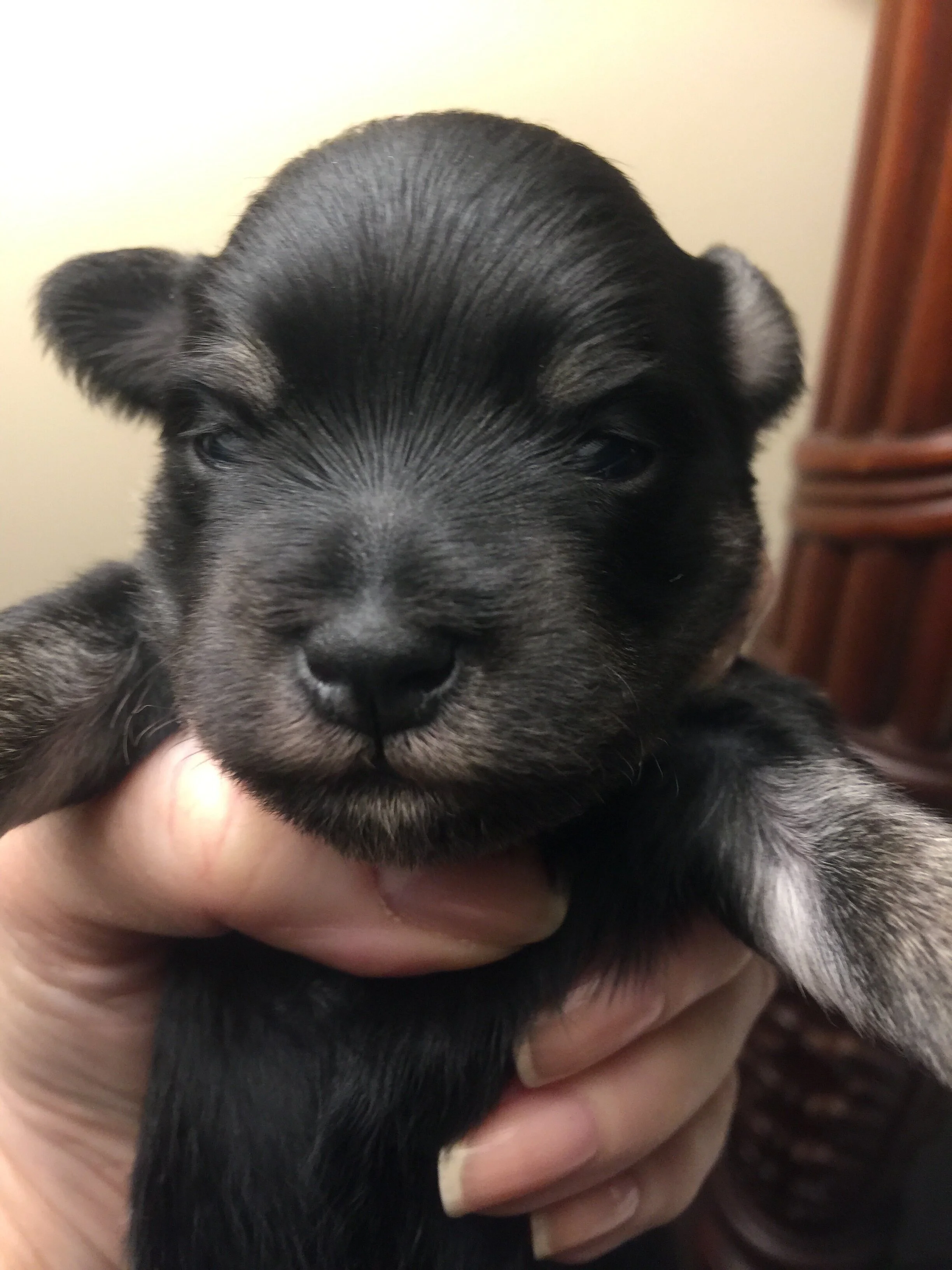 Close-up of a person holding a small black and gray puppy with closed eyes and ears, with a background of a wooden object and beige wall.