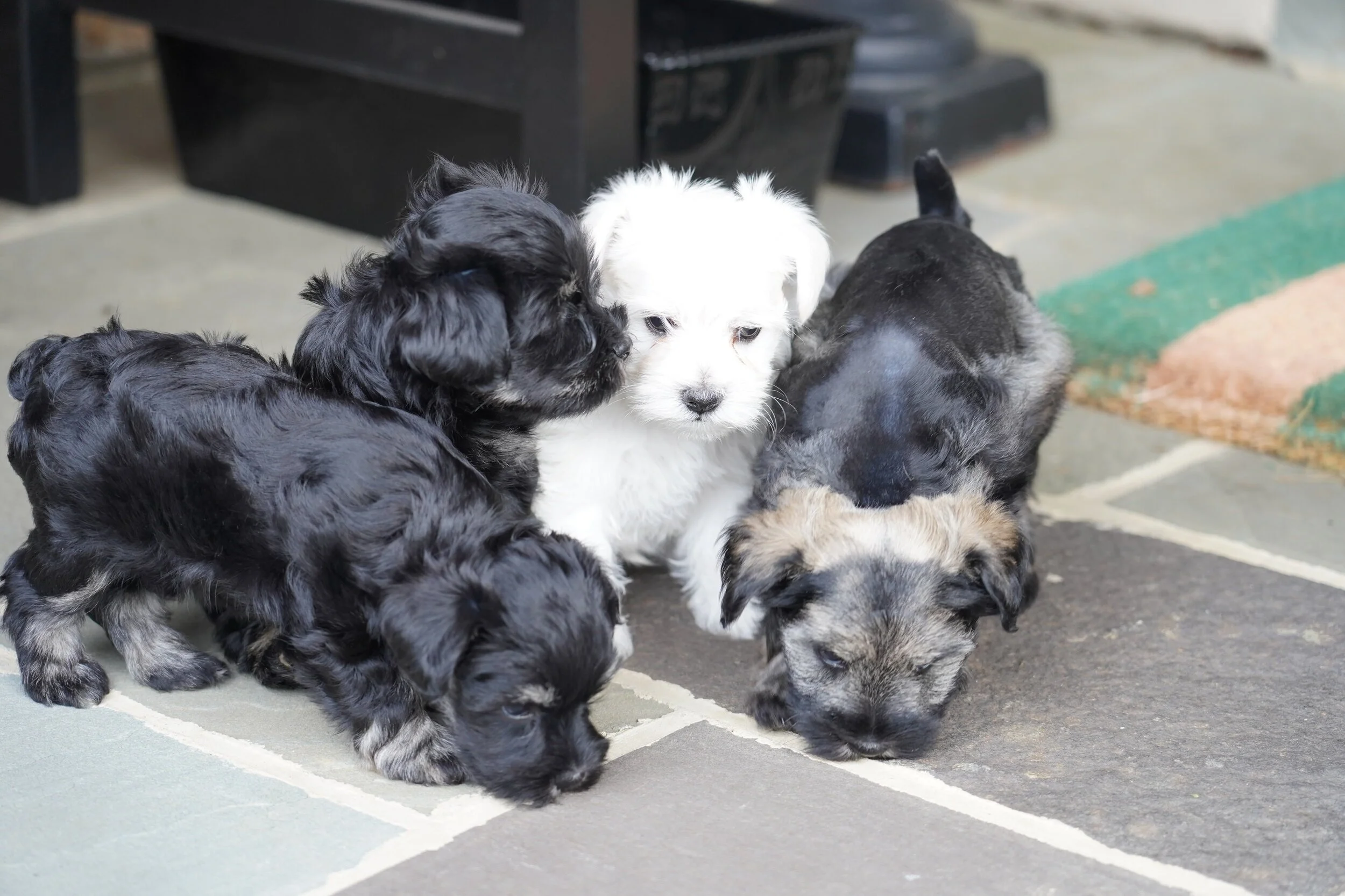 Four puppies, including black, white, and brindle, playing together outside on a paved surface.