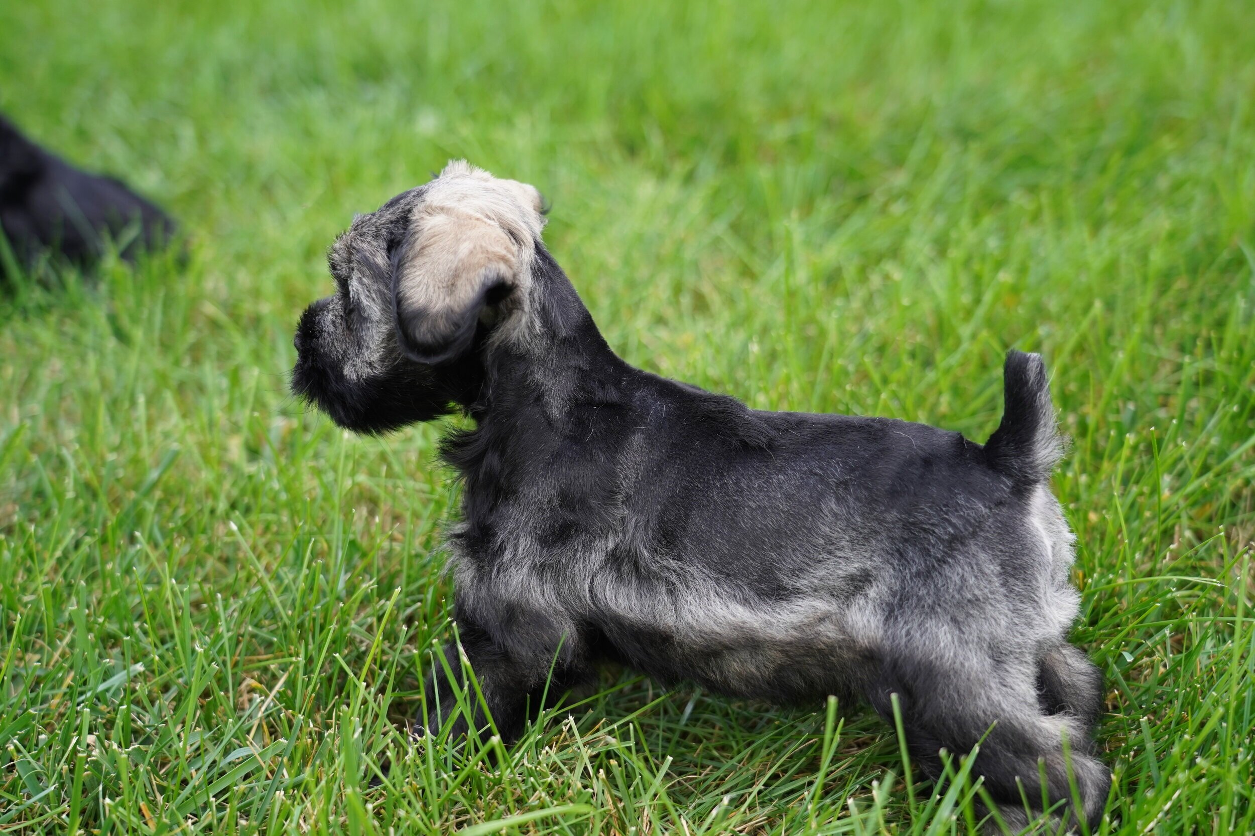 A small gray and black puppy sitting on green grass, with one paw raised to its head as if scratching or adjusting its ear.