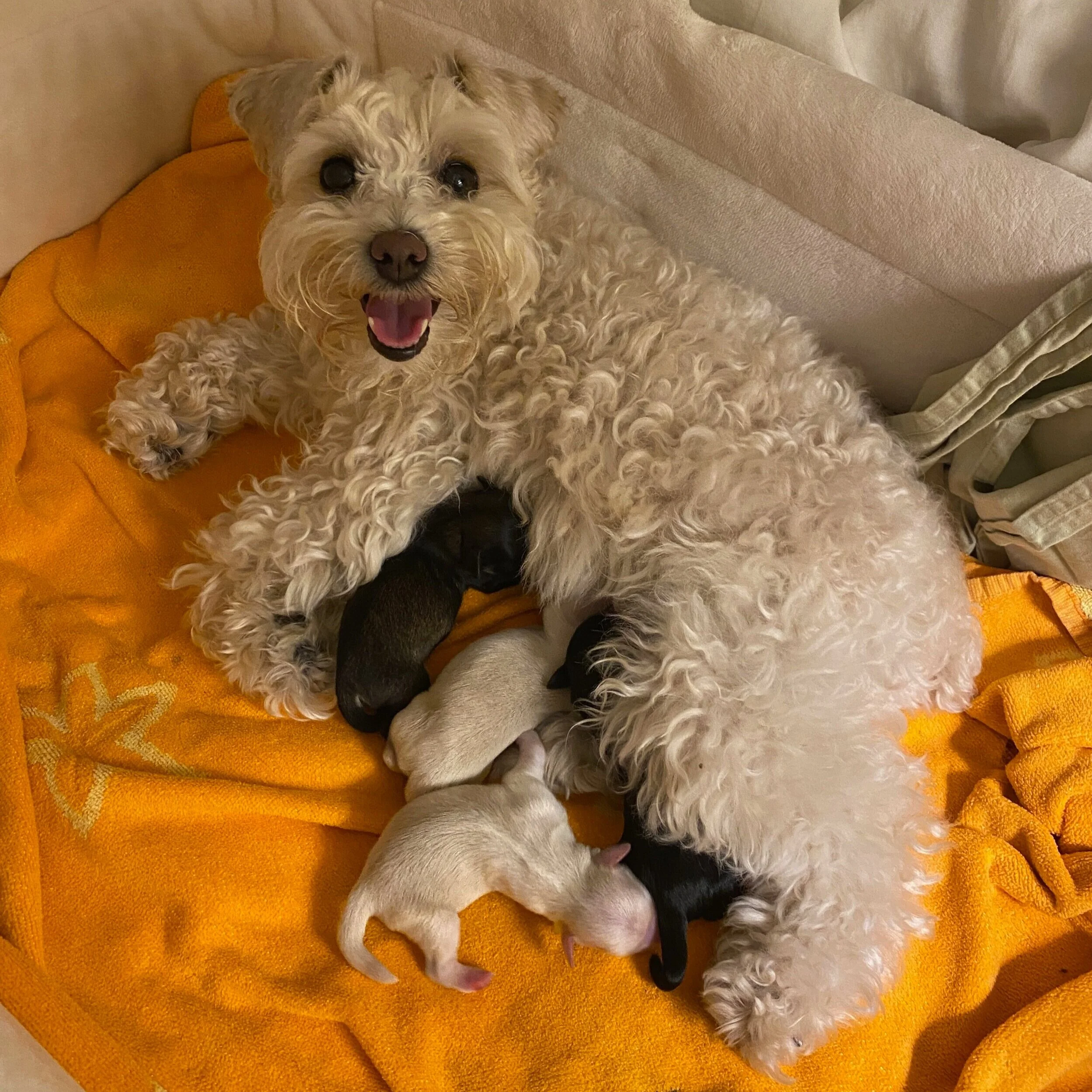 A small, curly-haired, beige puppy with dark eyes and a black nose lying on an orange towel. The puppy appears to be happy with its mouth open and tongue slightly out, nestled next to other puppies and resting on a person's lap.