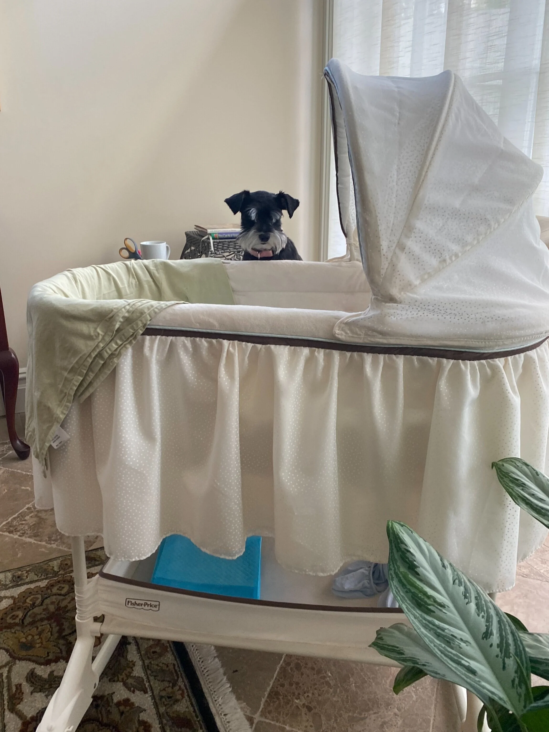 A small black and white dog sitting on a changing table in a room with beige walls and curtains. The table has a beige canopy and a plastic cover, with a green cloth draped over the edge. There are some books and a white mug on the shelf behind the d
