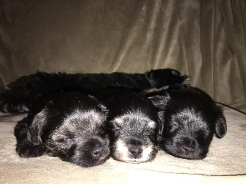 Three sleeping puppies on a beige surface with a small black dog lying in the background.
